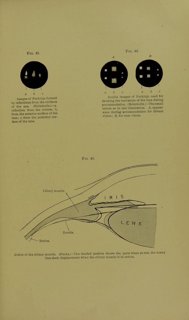 a b c Images of Purkinje formed by reflections from the surfaces of the eye. (Helmholtz.)—a. reflection from the cornea; b, from the anterior surface of the lens; c, from the posterior sur- face of the lens. Fia. 44. a b c a b c Double images of Purkinje used for showing the curvature of the lens during accommodation. (Helmholtz.)—The smaU letters as in last illustration. A, appear- ance during accommodation for distant vision; B, for near vision.