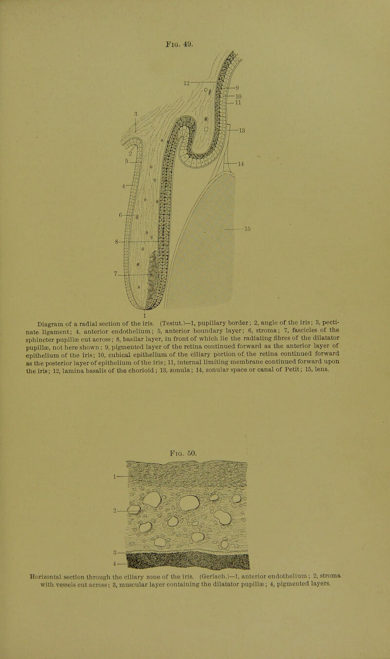 1 Diagram of a radial section of the iris. (Testut.)—1, pupillary border; 2, angle of the iris; 3, pecti- nate ligament; 4, anterior endothelium; 5, anterior boundary layer; 6, stroma; 7, fascicles of the sphincter pupillse cut across; 8, basilar layer, in front of which lie the radiating fibres of the dilatator pupillse, not here shown; 9, pigmented layer of the retina continued forward as the anterior layer of epithelium of the iris; 10, cubical epithelium of the ciliary portion of the retina continued forward as the posterior layer of epithelium of the iris; 11, internal limiting membrane continued forward upon the iris; 12, lamina basalis of the chorioid; 13, zonula; 14, zonular space or canal of Petit; 15, lens. Fig. 50. Horizontal section through the ciliary zone of the iris. (Gerlach.)—1, anterior endothelium; 2, stroma witli ve-sseis cut across; 3, muscular layer containing the dilatator pupillse; 4, pigmented layers.