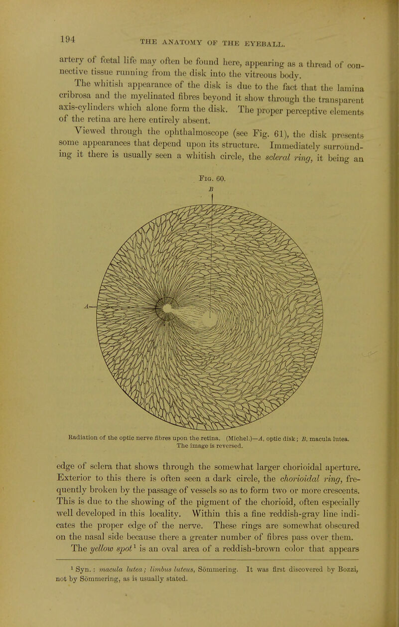 artery of foetal life may often be found here, appearing as a thread of con- nective tissue running from the disk into the vitreous body. The whitish appearance of the disk is due to the fact that the lamina cribrosa and the myelinated fibres beyond it show through the transparent axis-cylinders which alone form the disk. The proper perceptive elements of the retina are here entirely absent. Viewed through the ophthalmoscope (see Fig. 61), the disk presents some appearances that depend upon its structure. Immediately surround- ing it there is usually seen a whitish circle, the scleral ring, it being an Pig. 60. B Radiation of the optic nerve fibres upon the retina. (Michel.)—^, optic disk; B, macula hitea. The image is reversed. edge of sclera that shows through the somewhat larger chorioidal aperture. Exterior to this there is often seen a dark circle, the chorioidal ring, fre- quently broken by the passage of vessels so as to form two or more crescents. This is due to the showing of the pigment of the chorioid, often especially well developed in this locality. Within this a fine reddish-gray line indi- cates the proper edge of the nerve. These rings are somewhat obscured on the nasal side because there a greater number of fibres pass over them. The yellow spot^ is an oval area of a reddish-brown color that appears ^ Syn.: macula lutea; limhus luteus, Sommering. It was first discovered by Bozzi, not by Sommering, as is usually stated.