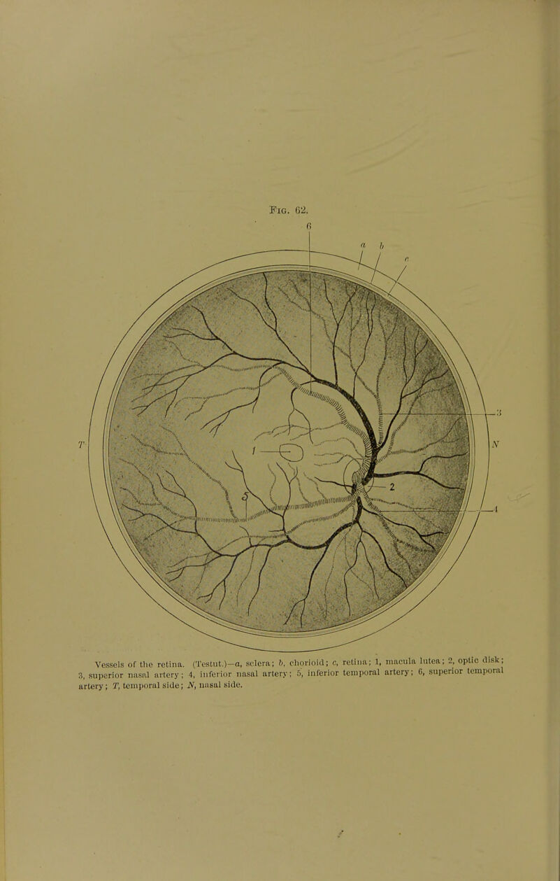 0 a h Vessels of the retina. (Tostiit.)-a, sclera; h, chorioid; c, retina; 1, macula lutea; 2, optic disl{; 3. superior nasal artery; 4, inferior nasal artery; 5, inferior temporal artery; G, superior temporal artery; T, temporal side; N, nasal side.
