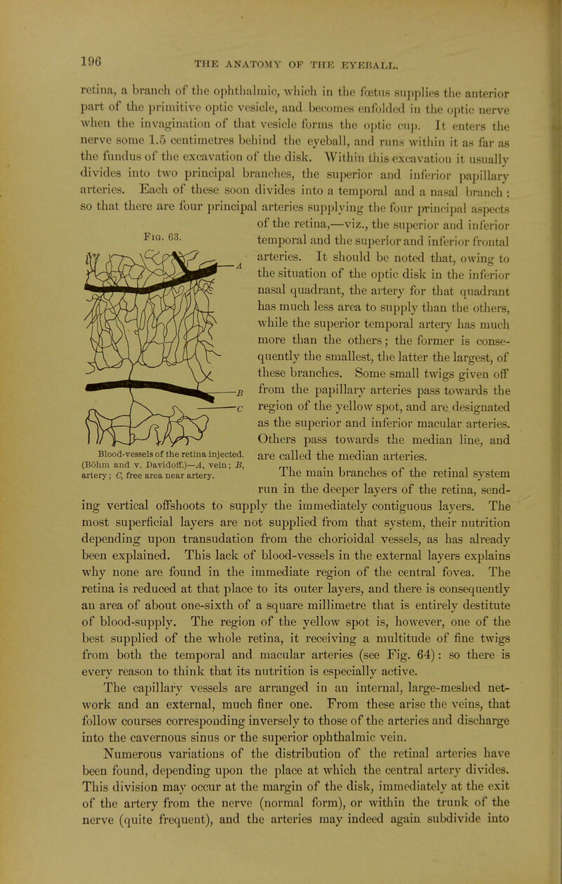 Fig. 63. retina, a branch of the ophthalmic, wliich in the foetus supplies the anterior part of the primitive optic vesicle, and becomes enfolded in the optic nerve when the invagination of that vesicle forms the optic cuj). It enters the nerve some 1.5 centimetres behind the eyeball, and run.s within it as far as the fundus of the excavation of the disk. Within this excavation it usually divides into two principal branches, the superior and inferior papillary arteries. Each of these soon divides into a temporal and a nasal branch : so that there are four principal arteries supplying the four [wincipal aspects of the retina,—viz., the superior and inferior temporal and the superior and inferior frontal arteries. It should be noted that, owing to the situation of the optic disk in the inferior nasal quadrant, the artery for that quadrant has much less area to supply than the others, while the superior temporal artery has much more than the others; the former is conse- quently the smallest, the latter the largest, of these branches. Some small twigs given off from the papillary arteries pass towards the region of the yellow spot, and are designated as the superior and inferior macular arteries. Others pass towards the median line, and are called the median arteries. The main branches of the retinal system run in the deeper layers of the retina, send- ing vertical offshoots to supply the immediately contiguous layers. The most superficial layers are not supplied from that system, their nutrition depending upon transudation from the chorioidal vessels, as has already been explained. This lack of blood-vessels in the external layers explains why none are found in the immediate region of the central fovea. The retina is reduced at that place to its outer layers, and there is consequently an area of about one-sixth of a square millimetre that is entirely destitute of blood-supply. The region of the yellow spot is, however, one of the best supplied of the whole retina, it receiving a multitude of fine twigs from both the temporal and macular arteries (see Fig. 64): so there is every reason to think that its nutrition is especially active. The capillary vessels are arranged in an internal, large-meshed net- work and an external, much finer one. From these arise the veins, that follow courses corresponding inversely to those of the arteries and discharge into the cavernous sinus or the superior ophthalmic vein. Numerous variations of the distributiou of the retinal arteries have been found, depending upon the place at which the central artery divides. This division may occur at the margin of the disk, immediately at the exit of the artery from the nerve (normal form), or witliin the trunk, of the nerve (quite frequent), and the arteries may indeed again subdivide into Blood-vessels of the retina injected. (Bohm and v. Davidoff.)—^, vein; B, artery; C, free area near artery.