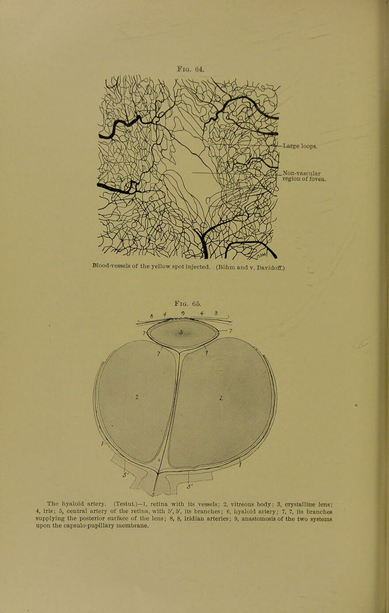Pig. 64. Large loops. Non-vascular region of fovea. Blood-vessels of the yellow spot injected. (Bohm and v. Davidoff.) The hyaloid artery. (Testut.)—1, retina with its vessels; 2, vitreous hody; 3, crystalline lens; 4, iris; 5, central artery of the retina, with 5', 5', its hranches; 6, hyaloid artery; 7, 7, its branches supplying the posterior surface of the lens; 8, 8, iridian arteries; 9, anastomosis of the two systems upon the capsulo-pupillary membrane.