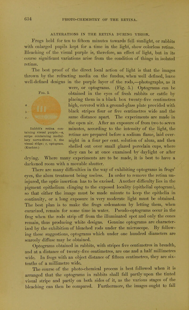 ALTERATIONS IN THE RETINA DURING VISION. Frogs lield for ten to fifteen minutes towards full sunlight, or rabbits with enlarged pupils kept for a time in the light, show colorless retina. Bleaching of the visual purple is, therefore, an effect of light, but in its course significant variations arise from the condition of things in isolated retinae. The best proof of the direct local action of light is that the images thrown by the refracting media on the fundus, when well defined, leave well-defined designs in the purple layer of the rods,—photographs, as it were, or optograms. (Fig. 5.) Optograms can be ^^0- 5- obtained in the eyes of fresh rabbits or cattle by placing them in a black box twenty-five centimetres a bigh, covered with a ground-glass plate provided with ij black stripes four or five centimetres wide and the c same distance apart. The experiments are made in the open air. After an exposure of from two to seven Rabbit's retina con- minutes, according to the intensity of the light, the taining visual purple.—a, ,. i i /> t n t •^ stripe containing medul- retiuse are prepared beiore a sodmm name, laid over- lary nerve-fibres; b, the uight in a four per Cent, solution of alum, and then visual ridge; c, optogram. inj, nij i- i (Kuehne.) shcllcd out over Small glazed porcelain cups, where they can be at once examined by daylight or after drying. Where many experiments are to be made, it is best to have a darkened room with a movable shutter. There are many difficulties in the way of exhibiting optograms in frogs' eyes, the alum treatment being useless. In order to remove the retina un- injured, the optic insertion has to be excised. Another difficulty lies in the pigment epithelium clinging to the exposed locality (epithelial optogram), so that either the image must be made minute to keep the epithelia in continuity, or a long exposure in very moderate light must be obtained. The best plan is to make the frogs cedematous by letting them, when curarized, remain for some time in water. Pseudo-optograms occur in the frog when the rods strip off from the illuminated spot and only the cones remain, thus producing white designs. Genuine optograms are character- ized by the exhibition of bleached rods under the microscope. By follow- ing these suggestions, optograms which under one hundred diameters are scarcely diff'use may be obtained. Optograms obtained in rabbits, with stripes five centimetres in breadth, and at a distance of twenty-five centimetres, are one and a half millimetres wide. In frogs with an object distance of fifteen centimetres, they are six- tenths of a millimetre wide. The course of the photo-chemical process is best followed when it is arranged that the optograms in rabbits shall fall partly upon the tinted visual stripe and partly on both sides of it, as the various stages of the bleaching can then be compared. Furthermore, the images ought to fall