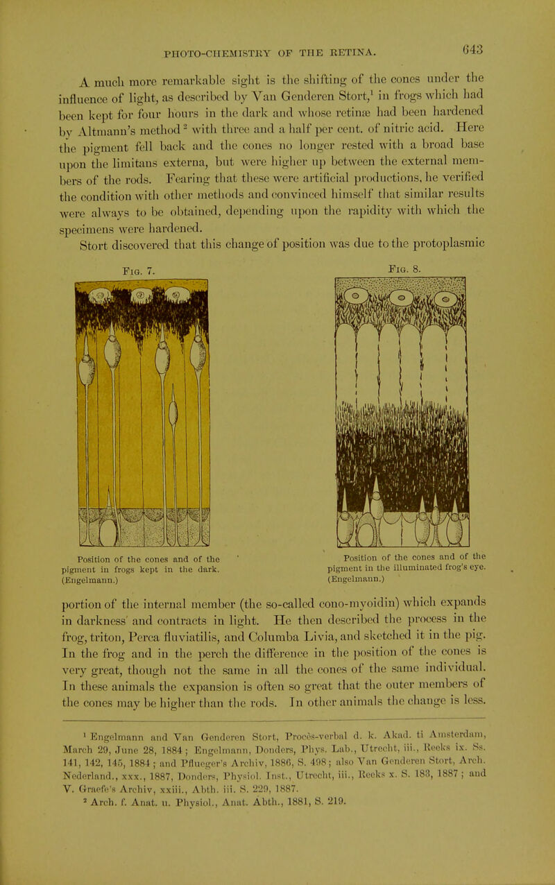 A much more remarkable siglit is the sliifting of the cones under the influence of light, as described by Van Genderen Stort/ in frogs which liad been kept for four hours in the dark and whose retinte had been hardened by Altmann's method ^ with three and a half per cent, of nitric acid. Here the pigment fell back and the cones no longer rested with a broad base upon the limitans externa, but were higher up between the external mem- bers of the rods. Fearing that these were artificial productions, he verified the condition with other methods and (ionvinced himself that similar results were always to be obtained, depending upon the rapidity with which the specimens were hardened. Stort discovered that this change of position was due to the protoplasmic Fig. 7. J'ig- 8. Position of the cones and of the ' Position of the cones and of the pigment in frogs kept in the dark. pigment in the illuminated frog's eye. (Engelmann.) (Engelmann.) portion of the internal member (the so-called cono-myoidin) which expands in darkness' and contracts in light. He then described the process in the frog, tritou, Pcrca fluviatilis, and Columba Livia, and sketched it in the pig. In the frog and in the perch the ditFereuce in the position of the cones is very great, tliough not the same in all the cones of the same individual. In these animals the expansion is often so great that the outer members of the cones may be higher than the rods. In other animals the chaugc is less. 1 Engelmann und Van Genderen Stort, Proces-verbal d. k. Akad. ti Amsterdam, March 29, June 28, 1884; Engelmann, Donders, Phys. Lab., Utredit, iii.. Rocks ix. Ss. 141, 142, 145, 1884 ; and Pflue,<^er's Archiv, 1880, 8. 408; also Van Genderen Stort, Arch. Nederland., xxx., 1887, Donders, Physiol. Inst., Utrechl, iii., llecks x. S. 183, 1887 ; and V. Graefe's Archiv, xxiii., Abth. iii. S. 22!), 1887. 2 Arch. f. Anat. u. Physiol., Anat. Abth., 1881, S. 219.