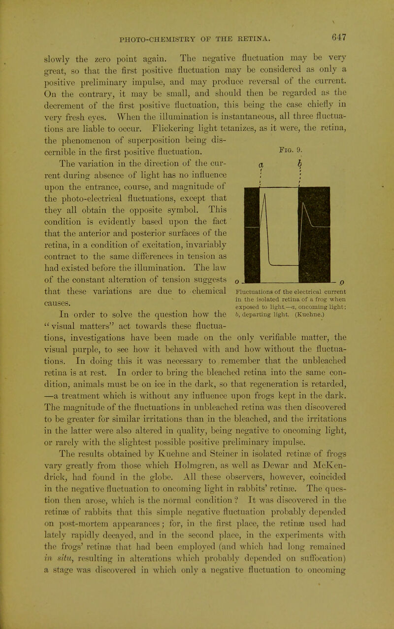 a PiQ. 9. b slowly the zero poiut again. The negative fluctuation may be very great, so that the first positive fluctuation may be considered as only a positive preliminary impulse, and may produce reversal of the current. On tlie contrary, it may be small, and should then be regarded as the decrement of the first positive fluctuation, this being the case chiefly in very fresh eyes. When the illumination is instantaneous, all three fluctua- tions are liable to occur. Flickering light tetanizes, as it were, the retina, the phenomenon of superposition being dis- cernible in the first positive fluctuation. The variation in the direction of the cur- rent during absence of light has no influence upon the entrance, course, and magnitude of the photo-electrical fluctuations, except that they all obtain the opposite symbol. This condition is evidently based upon the fact that the anterior and posterior surfaces of the retina, in a condition of excitation, invariably contract to the same difl'erences in tension as had existed before the illumination. The law of the constant alteration of tension suggests that these variations are due to chemical causes. In order to solve the question how the  visual matters act towards these fluctua- tions, investigations have been made on the only verifiable matter, the visual purple, to see how it behaved with and how without the fluctua- tions. In doing this it was necessary to remember that the unbleached retina is at rest. In order to bring the bleached retina into the same con- dition, animals must be on ice in the dark, so that regeneration is retarded, —a treatment which is without any influence upon frogs kept in the dark. The magnitude of the fluctuations in unbleached retina was then discovered to be greater for similar irritations than in the bleached, and the irritations in the latter were also altered in quality, being negative to oncoming light, or rarely with the slightest possible positive preliminary impulse. The results obtained by Kuehne and Steiner in isolated retina of frogs vaiy greatly from those which Holmgren, as well as Dewar and McKen- drick, had found in the globe. All these observers, however, coincided in the negative fluctuation to oncoming light in rabbits' retina?. The ques- tion then arose, which is the normal condition ? It was discovered in the retinse of rabbits that this simple negative fluctuation probably depended on post-mortem appearances; for, in the first place, the retinas used had lately rapidly decayed, and in the second place, in the experiments with the frogs' retinae that had been employed (and which had long remained in situ, resulting in alterations which probably depended on suflbcation) a stage was discovered in which only a negative fluctuation to oncoming Fluctuations of the electrical current in the isolated retina of a frog wlien exposed to light.—a, oncoming light; 6, departing light. (Kuehne.)