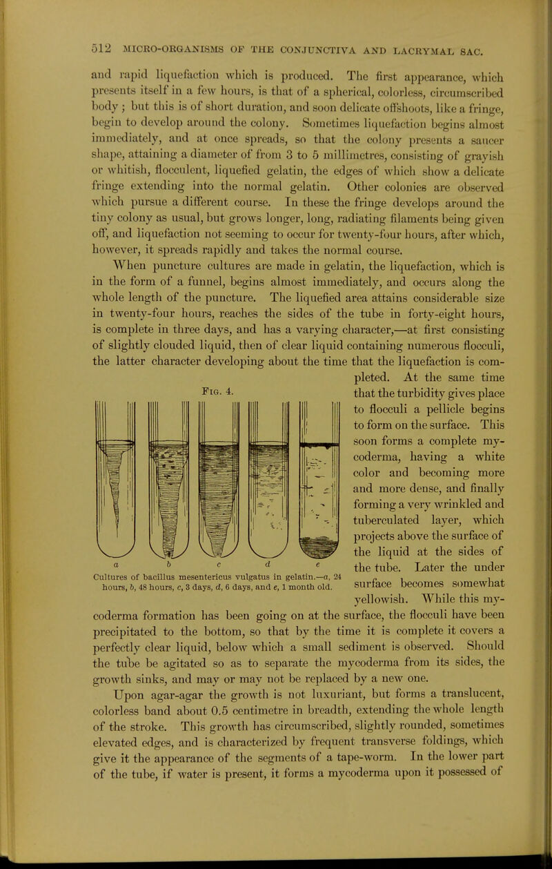 and rapid liquefaction which is produced. The first appearance, which presents itself in a few hours, is that of a spherical, colorless, circumscribed body ; but this is of short duration, and soon delicate offshoots, like a fringe, begin to develop around the colony. Sometimes liquefaction begins almost immediately, and at once spreads, so that the colony presents a saucer shape, attaining a diameter of from 3 to 5 millimetres, consisting of grayish or whitish, flocculent, liquefied gelatin, the edges of which show a delicate fringe extending into the normal gelatin. Other colonies are observed which pursue a different course. In these the fringe develops around the tiny colony as usual, but grows longer, long, radiating filaments being given off, and liquefaction not seeming to occur for twenty-four hours, after which, however, it spreads rapidly and takes the normal course. When puncture cultures are made in gelatin, the liquefaction, which is in the form of a funnel, begins almost immediately, and occurs along the whole length of the puncture. The liquefied area attains considerable size in twenty-four hours, reaches the sides of the tube in forty-eight hours, is complete in three days, and has a varying character,—at first consisting of slightly clouded liquid, then of clear liquid containing numerous flocculi, the latter character developing about the time that the liquefaction is com- pleted. At the same time 4- that the turbidity gives place to flocculi a pellicle begins to form on the surface. This soon forms a complete my- coderma, having a white color and becoming more and more dense, and finally forming a very wrinkled and tuberculated layer, which projects above the surface of the liquid at the sides of the tube. Later the under surface becomes somewhat yellowish. While this my- coderma formation has been going on at the surface, the flocculi have been precipitated to the bottom, so that by the time it is complete it covers a perfectly clear liquid, below which a small sediment is observed. Should the tul^e be agitated so as to separate the mycoderma from its sides, the growth sinks, and may or may not be replaced by a new one. Upon agar-agar the growth is not luxuriant, but forms a translucent, colorless band about 0,5 centimetre in breadth, extending the whole length of the stroke. This growth has circumscribed, slightly rounded, sometimes elevated edges, and is characterized by frequent transverse foldings, which give it the appearance of the segments of a tape-worm. In the lower part of the tube, if water is present, it forms a mycoderma upon it possessed of abode Cultures of bacillus mesentericus vulgatus in gelatin.—a, 24 hours, b, 48 hours, c, 3 days, d, 6 days, and e, 1 month old.