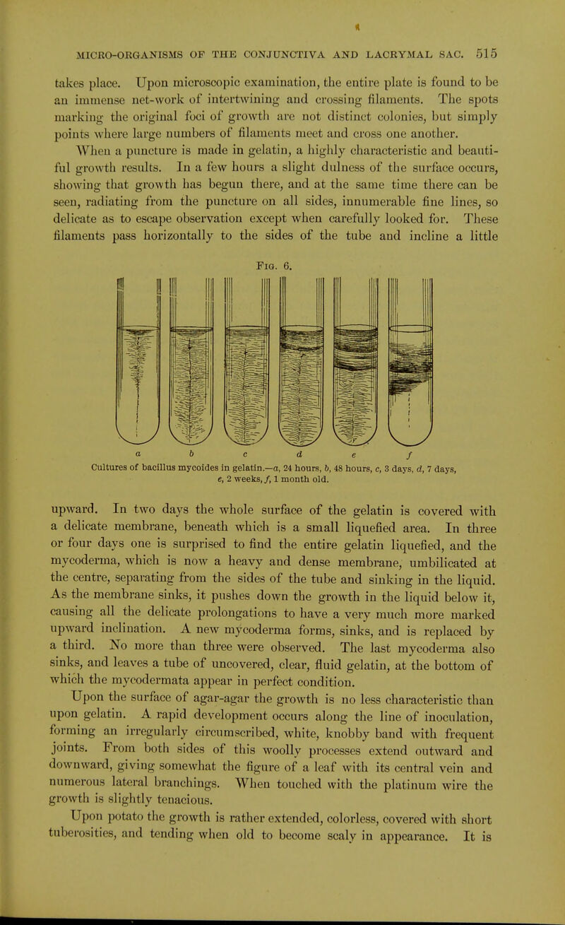 takes place. Upon microscopic examination, the entire plate is found to be an immense net-work of intertwining and crossing filaments. The spots marking the original foci of growth are not distinct colonies, but simply points where large numbers of filaments meet and cross one another. When a puncture is made in gelatin, a highly characteristic and beauti- ful growth results. In a few hours a slight dulness of the surface occurs, showing that growth has begun there, and at the same time there can be seen, radiating from the puncture on all sides, innumerable fine lines, so delicate as to escape observation except when carefully looked for. These filaments pass horizontally to the sides of the tube and incline a little Fig. 6. a b c d e f Cultures of bacillus mycoides in gelatin.—a, 24 hours, 6, 48 hours, e, 3 days, d, 7 days, e, 2 weeks, /, 1 month old. upward. In two days the whole surface of the gelatin is covered with a delicate membrane, beneath which is a small liquefied area. In three or four days one is surprised to find the entire gelatin liquefied, and the mycoderma, which is now a heavy and dense membrane, umbilicated at the centre, separating from the sides of the tube and sinking in the liquid. As the membrane sinks, it pushes down the growth in the liquid below it, causing all the delicate prolongations to have a very much more marked upward inclination. A new mycoderma forms, sinks, and is replaced by a third. No more than three were observed. The last mycoderma also sinks, and leaves a tube of uncovered, clear, fluid gelatin, at the bottom of which the mycodermata appear in perfect condition. Upon the surface of agar-agar the growth is no less characteristic than upon gelatin. A rapid development occurs along the line of inoculation, forming an irregularly circumscribed, white, knobby band with frequent joints. From both sides of this woolly processes extend outward and downward, giving somewhat the figure of a leaf with its central vein and numerous lateral branchings. When touched with the platinum wire the growth is slightly tenacious. Upon potato the growth is rather extended, colorless, covered with short tuberosities, and tending when old to become scaly in appearance. It is