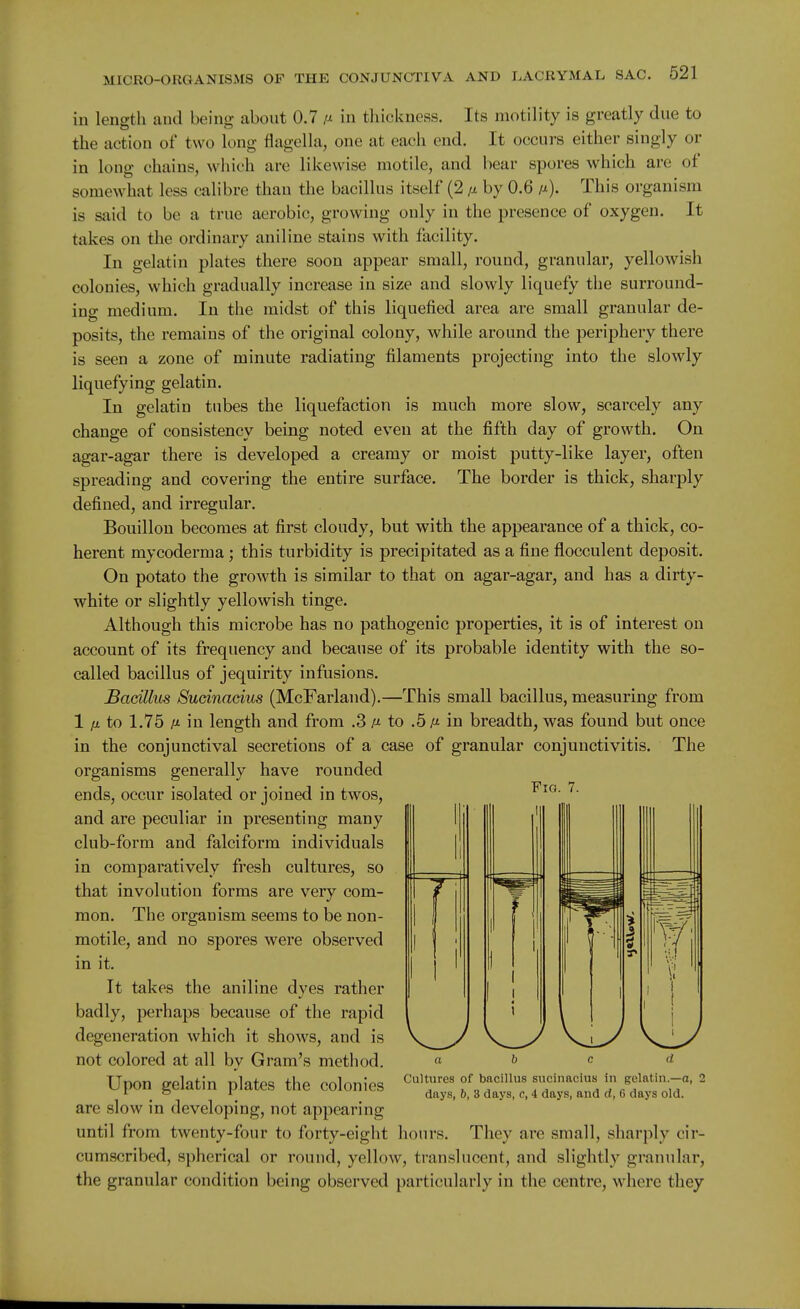 in length and being about 0.7 a* in thiciiness. Its motility is greatly due to the action of two long flagella, one at eacli end. It occurs either singly or in long chains, wiiich are likewise motile, and bear spores which are of somewhat less calibre than the bacillus itself (2 ^ by 0.6 (i). This organism is said to be a true aerobic, growing only in the presence of oxygen. It takes on the ordinary aniline stains with facility. In gelatin plates there soon appear small, round, granular, yellowish colonies, which gradually increase in size and slowly liquefy the surround- ing medium. In the midst of this liquefied area are small granular de- posits, the remains of the original colony, while around the periphery there is seen a zone of minute radiating filaments projecting into the slowly liquefying gelatin. In gelatin tubes the liquefaction is much more slow, scarcely any change of consistency being noted even at the fifth day of growth. On agar-agar there is developed a creamy or moist putty-like layer, often spreading and covering the entire surface. The border is thick, sharply defined, and irregular. Bouillon becomes at first cloudy, but with the appearance of a thick, co- herent mycoderma; this turbidity is precipitated as a fine flocculent deposit. On potato the growth is similar to that on agar-agar, and has a dirty- white or slightly yellowish tinge. Although this microbe has no pathogenic properties, it is of interest on account of its frequency and because of its probable identity with the so- called bacillus of jequirity infusions. Bacillus Sudnacius (McFarland).—This small bacillus, measuring from 1 ;a to 1.75 /X in length and from .3 a to .6 fj- in breadth, was found but once in the conjunctival secretions of a case of granular conjunctivitis. The organisms generally have rounded ends, occur isolated or joined in twos, and are peculiar in presenting many club-form and falciform individuals in comparatively fresh cultures, so that involution forms are very com- mon. The organism seems to be non- motile, and no spores were observed in it. It takes the aniline dyes rather badly, perhaps because of the rapid degeneration which it shows, and is not colored at all by Gram's method. Upon gelatin plates the colonies are slow in developing, not appearing until from twenty-four to forty-eight hours. They are small, sharply cir- cumscribed, spherical or round, yellow, translucent, and slightly granular, the granular condition being observed particularly in the centre, where they Fig. 7. abed Cultures of bacillus sucinacius in gelatin.—a, 2 days, 6, 3 days, c, 4 days, and d, 6 days old.