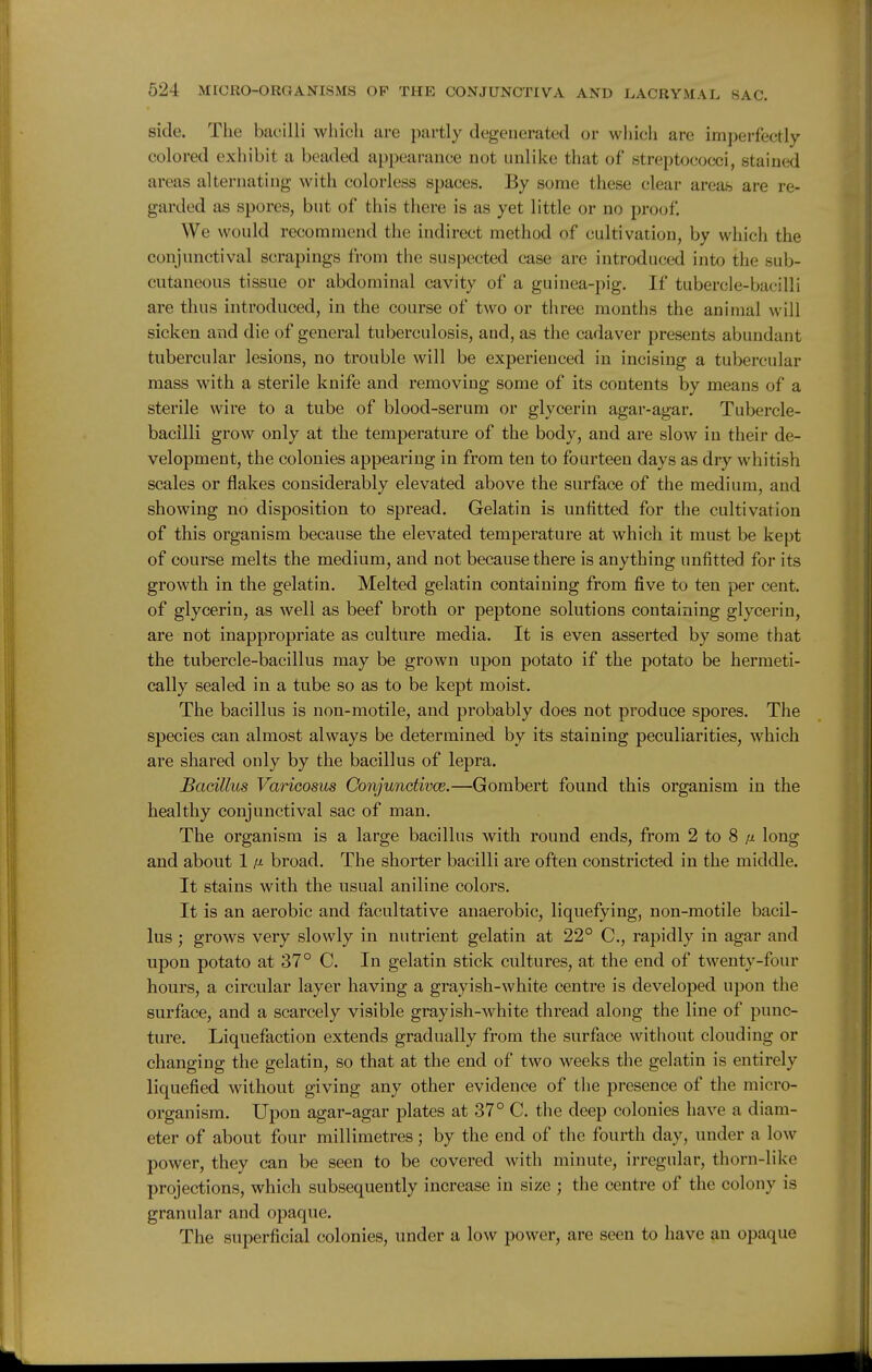 side. The bacilli which are partly degenerated or whicli are imperfectly- colored exhibit a beagled appearance not unlike that of streptococci, stained areas alternating with colorless spaces. By some these clear areas are re- garded as spores, but of this there is as yet little or no proof. We would recommend the indirect method of cultivation, by which the conjunctival scrapings from the suspected case are introduced into the sub- cutaneous tissue or abdominal cavity of a guinea-pig. If tubercle-bacilli are thus introduced, in the course of two or three months the animal will sicken and die of general tuberculosis, and, as the cadaver presents abundant tubercular lesions, no trouble will be experienced in incising a tubercular mass with a sterile knife and removing some of its contents by means of a sterile wire to a tube of blood-serum or glycerin agar-agar. Tubercle- bacilli grow only at the temperature of the body, and are slow in their de- velopment, the colonies appearing in from ten to fourteen days as dry whitish scales or flakes considerably elevated above the surface of the medium, and showing no disposition to spread. Gelatin is unfitted for the cultivation of this organism because the elevated temperature at which it must be kept of course melts the medium, and not because there is anything unfitted for its growth in the gelatin. Melted gelatin containing from five to ten per cent, of glycerin, as well as beef broth or peptone solutions containing glycerin, are not inappropriate as culture media. It is even asserted by some that the tubercle-bacillus may be grown upon potato if the potato be hermeti- cally sealed in a tube so as to be kept moist. The bacillus is non-motile, and probably does not produce spores. The species can almost always be determined by its staining peculiarities, which are shared only by the bacillus of lepra. Bacillus Varicosus Conjundivce.—Gombert found this organism in the healthy conjunctival sac of man. The organism is a large bacillus with round ends, from 2 to 8 long and about 1 /-t broad. The shorter bacilli are often constricted in the middle. It stains with the usual aniline colors. It is an aerobic and facultative anaerobic, liquefying, non-motile bacil- lus ; grows very slowly in nutrient gelatin at 22° C, rapidly in agar and upon potato at 37° C. In gelatin stick cultures, at the end of twenty-four hours, a circular layer having a grayish-white centre is developed upon the surface, and a scarcely visible grayish-white thread along the line of punc- ture. Liquefaction extends gradually from the surface without clouding or changing the gelatin, so that at the end of two weeks the gelatin is entirely liquefied without giving any other evidence of the presence of the micro- organism. Upon agar-agar plates at 37° C. the deep colonies have a diam- eter of about four millimetres; by the end of the fourth day, under a low power, they can be seen to be covered with minute, irregular, thorn-like projections, which subsequently increase in size ; the centre of the colony is granular and opaque. The superficial colonies, under a low power, are seen to have an opaque