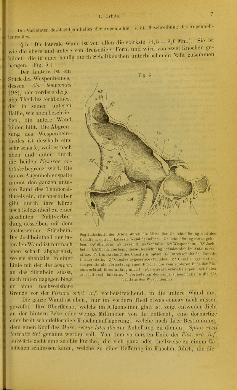 Die Varietäten des Jochbeintheiles der Augeni,öhle , s. die Hesel,reiin.ng des Augcnl.oh- lenraudes. S 5 Die lalon.lo Wand isl von allen die stärkste (1,5-2,0 Mm.)- Sie ist wie die obere und unlere von dreiseiliger Form und wird von zwei Knochen ge- bildet, die in einer häufig durch Schaltknochcn unterbrochenen Naht zusammen hängen. (Fig. 5.) Der hintere ist ein Stück des Wespenbeiues, dessen Ala lempomlis [OS), der vordere derje- nige Theil des Jochbeines, der in seiner unteren Hälfte, wie oben beschrie- ben, die untere Wand bilden hilft. Die Abgren- zung des Wespenbein- theiles ist desshalb eine sehr scharfe, weil es nach oben und unten durch die beiden Fismrae or- 6//a/esbegrenzt wird. Die untere Augenhöhleuspalte nimmt den ganzen unte- ren Rand des Temporal- flügels ein, die obere aber gibt durch ihre Kürze noch Gelegenheit zu einer gezahnten Nahtverbin- dung desselben mit dem anstossenden Stirnbein. Der Jochbeinlheil der la- teralen Wand ist nur nach oben scharf abgegrenzt, wo sie ebenfalls, in einer Linie mit der Ala, Lernpor. an das Stirnbein slösst, nach unten dagegen biegt er ohne nachweisbare Grenze vor der Fiss^tra orbit. inf. vorbeistreichend, in die untere Wand um. Die ganze Wand ist eben, nur im vordem Theil etwas concav nach aussen gewölbt. Ihre Oberfläche, welche im Allgemeinen glatt ist, zeigt entweder dicht an der hintern Ecke oder wenige Millimeter von ihr entfernt, eine dornartige oder breit schaul'elförniige Knochenauflagerung, welche nach ihrer Bestinunung, dem einen Kopf des Muse, recius IrUeralis zur Anheftung zu dienen, Spina recti lateralis Sri genannt werden soll. Von dem vordersten Ende der Fiss. orb. inf. aufwärts zieht eine seichte Furche, die sich ganz oder thcilweise zu einem Ca- nälchen schliessen kann, welche zu einer Oefl'nung im Knochen führt, die die- Sugittalscliuitt der Ortita durch die Mitte der Oesichtsöffming und des Caualis n. optici. Laterale Wand derselben. GesichtsöfFnung etwas gebo- ten. Oi''Stirnbein. 6/dessen Sinus frontalis. OS Wespenbein. 0/Jocli- bein. OM Oberkieferbein ; diese Bezeicbnung befindet sieb im Antrum ma- xillae. Co Durchschnitt des Canalis n. optici. Ci Durcbecbnitt des Canalis infraorbitalis. Z/Canales zygoniatico-faciales. Zt Canalis zygomatico- temporalis als Fortsetzung einer Furche, die vom vorderen Endo der Fis- sura orbital, ihren Anfang nimmt. Fos Fissura orbitalis super. Sri Spina musculi recti lateralis. ' Fortsetzung des Sinus splienoidalis in die Ala orbitalis des Wespenbeines.