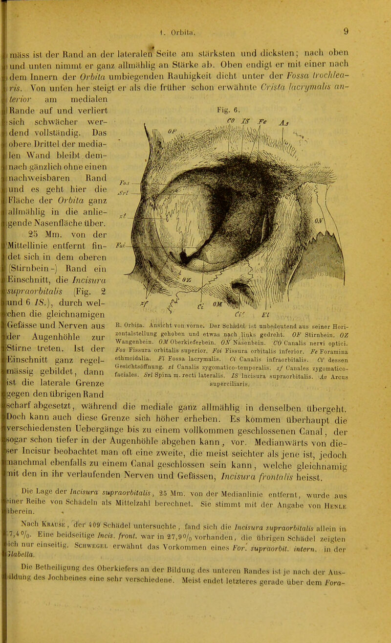 niiäss ist der Rand an der lateralen Seite am stärksten und dicksten; nach oben jund unten nimmt er ganz allmählig an Starke ab. Oben endigt er mit einer nach , dem Innern der Orbila unibiegenden Rauiiigkeit dicht unter der Fossa Iroc/ileo- \ris. Von unten her steigt er als (be früher schon erwähnte Crisäi lacnjmalis an- terior am medialen Rande auf und verliert Fig. 6. sich schwächer wer- • ^ iy jF'e _Aj dend vollständig. Das obere Drittel der media- len Wand bleibt dem- nach gänzlich ohne einen nachweisbaren Rand und es geht hier die Fläche der Orbita ganz allmählig in die anlie- gende Nasenfläche über. 25 Mm. von der Mittellinie entfernt fin- det sich in dem oberen (Stirnbein -) Rand ein Einschnitt, die Incisiira supraorbitalis (Fig. 2 und 6 /S.), durch wel- chen die gleichnamigen Gefässe und Nerven aus der Augenhöhle zur Stirne treten. Ist der Flinschnilt ganz regel- mässig gebildet, dann ist die laterale Grenze gegen den übrigen Rand scharf abgesetzt, während die mediale ganz allmählig in denselben übergeht. Doch kann auch diese Grenze sich höher erheben. Es kommen überhaupt die verschiedensten Uebergänge bis zu einem vollkommen geschlossenen Canal, der sogar schon tiefer in der Augenhöhle abgehen kann, vor. Medianwärts von die- ser Incisur beobachtet man oft eine zweite, die meist seichter als jene ist, jedoch Manchmal ebenfalls zu einem Canal geschlossen sein kann, welche gleichnamig ■nit den in ihr verlaufenden Nerven und Gefässen, Incisura frontalis heisst. Die Lage der Incisura supraorbitalis, 25 Mm. von der Medianlinie entfernt, wurde aus üner Reihe von Schädeln als Mittelzahl berechnet. Sie stimmt mit der Angabe von Henle iberein. Nach Krause , der 409' Schädel untersuchte , fand sich die Incisura supraorbitalis allein in 7,40/0. Eine beidseitige Incis. front, war in 27,9o/q vorhanden, die übrigen Schädel zeigten ich nur einseitig. Schwegel erwähnt das Vorkommen eines Fori supraorbit. intern, in der jlabella. Die Betheiligung des Oberkiefers an der Bildung des unteren Randes ist je nach der Aus- bildung des Jochbeines eine sehr verschiedene. Meist endet letzteres gerade über dem Fora- R. Orbita. Ansicht von vorne. Der Schädel ist nnteileutend aus seiner Hori- zontalstellung gehohen und etwas nach links gedreht. OF Stirnbein. OZ Wangenbein. OM Oberkieferbein. ON Nasenhein. CO Canalis nervi optici. Fos Fissura orbitalis superior. Foi Fissura orbitalia inferior. Fe Foraraina ethmoidalia. Fl Fossa lacrymalis. Ci Canalis infraorhitalis. Ci' dessen Gesichtsöffuung. zt Canalis zygomatico-temporalis. Canales zygomatico- faciales. Sri Spina m. recti lateralis. IS Incisura .supraorbitalis. Av Arcus superciliaris.