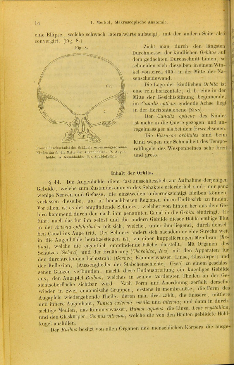 eine Ellipse , welche schwach lateralwil convergirt. (Fig. 8.) 1%. 8. Froulaldurclisclinitt des Schädels eines neugehorenen Kindes durch die Mitte der Augenhohlen. 0. Augen- höhle. N. Nasenhöhle. C. c. Schädelhöhle. i'ts aufsteigt, mit der andern Seite also ' Zieht man durch den längsten Durchmesser der kindlichen Orbüae auf dem gedachten Durchschnitt Linien, .so schneiden sich dieselben in einem Win- ■ kel von circa 105 in der Milte der Na- senscheidewand. Die Lage der kindlichen Orbila ist eine rein horizontale, d. h. eine in der Milte der Gesichtsöff'nung beginnende, itn Canalis opticus endende Achse liegt in der Ilorizonlalebene (Zix.n). Der Canalis opticus des Kindes ist mehr in die Quere gezogen und un- regelmassiger als bei dem Erwachsenen. Die Fissurae orbitales sind beim Kind wegen der Schmalheit des Tempo- ralflügels des Wespenbeines sehr breit und gross. Inhalt der Orhita. §11. Die Augenhöhle dient fast ausschliesslich zur Aufnahme derjenigen Gebilde, welche zum Zustandekommen des Sehaktes erforderlich sind ; nur ganz wenige Nerven und Gefässe, die einstweilen unberücksichtigt bleiben können, verlassen dieselbe, um in benachbarten Regionen ihren Endbezirk zu finden. Vor allem ist es der empfindende Sehnerv, welcher von hinten her aus dem Ge- hirn kommend durch den nach ihm genannten Canal in die Orbila eindringt. Er führt auch das für ihn selbst und die andern Gebilde dieser Höhle nöthige Blut in der Arteria ophthaImica mit sich, welche, unter ihm liegend, durch densel- ben Canal ins Auge tritt. Der Sehnerv ändert sich nachdem er eine Strecke weit in die Augenhöhle herabgestiegen ist, zu einer kuppeiförmigen Membran <Re- Lina), welche die eigentlich empfindende Flache darstellt. Mit Orgauen des Schutzes [Sclera] und der Ernährung [Choroidea, Iris) mit den Apparaten für den durchtretenden Lichtstrahl [Cornea, Kanunerwasser, Linse, Glaskörper! und der Reflexion, (Aussenglieder der Släbchenschichte, Uvea) zu einem geschlos- senen Ganzen verbunden, macht diese Endausbreitung ein kugeliges Gebilde aus den Augapfel Bulbus, welches in seinen vordersten Theilen an der Ge- sichtsoberfläche sichtbar wird. Nach Form und Anordnung zerfällt derselbe wieder in zwei anatomische Gruppen, erstens in membranöse, die Form des Augapfels wiedergebende Theile, deren man drei zählt, die äussere, mittlere und innere Augenhaut, Tunica externa, media und interna; und dann ni durch- sichlige Medien, das Kammerwasser, Humor aqueus, die Linse, Leus crystallma und den Glaskörper, Corpus vitreum, welche die von den Häuten gebildet.- Ih^lil- kueel ausfüllen. Der nulhns besitzt von allen Organen des menschlichen Körpers die ausgc-