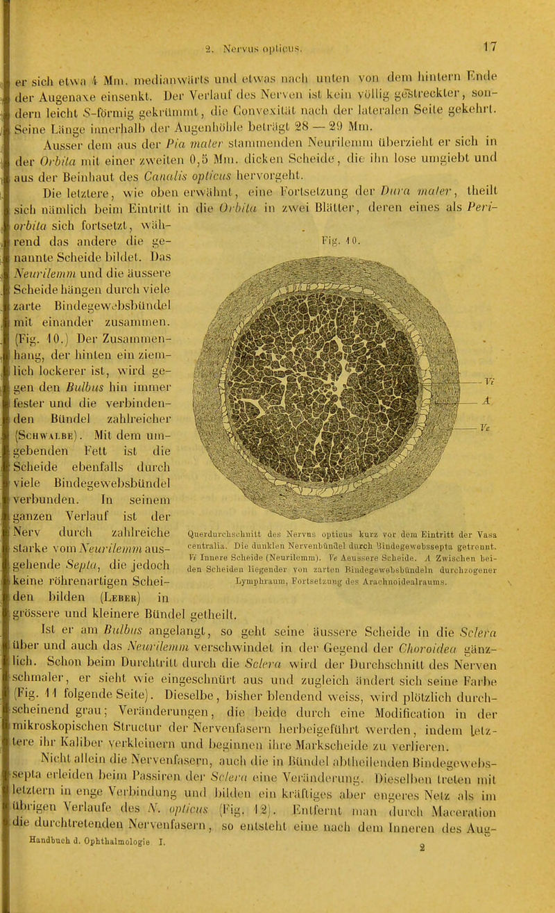 er sicli etwa 4 Mm. medianwärts und etwas nach unten von dem hintern Ende der Augenaxe einsenkt. Der Verlauf des Nerven ist kein völlig ge~streckter, son- dern leicht 5-förmig gekrümmt, die Convexität nach der lateralen Seile gekehrt. Seine Länge innerhalb der Augenliülile beträgt 28 — 29 Mm. Ausser dem aus der Pia maier stammenden Neurilenun uberzieht er sich in der Orbila mit einer zweiten 0,5 Mm. dicken Scheidt?, die iiin lose un)giebt und aus der Beinliaut des Canalis oplicus hervorgeht. Die letztere, wie obenerwähnt, eine Fortsetzung dev Diwa maier, theilt sich nämlich beim Eintritt in die Orbila in zwei Blätter, deren eines als Peri- orbila sich fortsetzt, wäh- rend das andere die ge- Fig. lo. nannte Scheide bildet. Das Neurilemm und die äussere Scheide hängen durch viele zarte Bindegewebsbündel mit einander zusanunen. (Fig. 10.) Der Zusammen- hang, der hinten ein ziem- lich lockerer ist, wird ge- gen den Bulbus hin immer fester und die verbinden- den Bündel zahlreicher (Schwalbe). Mit dem um- gebenden Fett ist die Scheide ebenfalls durch viele Bindegewebsbündel verbunden. In seinem ganzen Verlauf ist der Nerv durch zahlreiche starke vom Neurilemm aus- gehende Sepia, die jedoch keine röhrenartigen Schei- den bilden (Leber) in grössere und kleinere Bündel getheilt. Ist er am Bulbus angelangt, so geht seine äussere Scheide in die Sclera über und auch das Neurilemm verschwindet in der Gegend der Clwroidea gänz- lich. Schon beim Durchti-itt durch die Sclera wird der Durchschnitt des Nerven schmaler, er sieht wie eingeschnürt aus und zugleich ändert sich seine Farbe (Fig. M folgende Seite). Dieselbe, bisher blendend weiss, wird plötzlich durch- scheinend grau; Veränderungen, die beide durch eine Modification in der mikroskopischen Structur der Nervenfasern herbeigeführt werden, indem letz- tere ihr Kaliber verkleinern und beginnen ihre Markscheide zu verlieren. Nicht allein die Nervenfasern, auch die in Bündel abtheilenden Bindegcwebs- septa erleiden beim Passiren der Sclera eine Veränderung. Dieselbon treten mit letztern in enge Verbindung und bilden ein kräftiges aber engeres Netz als im Übrigen Verlaufe des N. oplicus (l-'ig. 12). Entfernt man durch Maceration die durchtretenden Nervenfasern, so entsteht eine nach dem Inneren des Aug- Handbnch d. Ophtlialmologie I. Querdurchscliiiitt des Nervus opticus kurz vor dem Eintritt der Vasa centralia. Die dunklen Nervenbündel durch 'iindegewebssepta getrennt. Vi Innere Scheide (Neurilemm). Ye Aeussere Si:heide. A Zwischen bei- den Scheiden liegender von zarten Biudegewebsbündeln durchzogener Lymphraum, Fortsetzung des Arachnoidpalraums.
