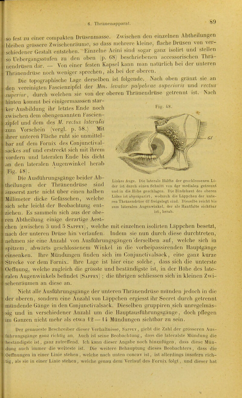 SO lost zu einer conipaklen Drilsonniassc. Zwischen den einzelnen Abtheilungen Ibieibon grössere Zwischenräume, so dass mcin-ere kleine, flache Drüsen von ver- Ischiedener Gestalt entstehen. Einzelne Acini sind sogar ganz isolirl und stellen ,so Uebergangsstufen zu den oben (p. 68) beschriebenen accessorischen Thrä- nendrüsen dar. — Von einer festen Kapsel kann man natürlich bei der unteren iThranendrüse noch weniger sprechen, als bei der oberen. Die topographische Lage derselben ist folgende.. Nach oben gränzt sie an den vereinigen Fascienzipfel der Mm. levator palpebrae superioris und rectns superior, durch welchen sie von der oberen Thränendrüse getrennt ist. Nach hinten kommt bei einigermaassen star- ker-Ausbildung ihr letztes Ende noch zwischen dem obengenannten Fascien- zipfel und dem des M. rectus lateralis zum Vorschein (vergl. p. 58.) Mit ihrer unleren Fläche ruht sie unmittel- bar auf dem Fornix des Conjunctival- sackes auf und erstreckt sich mit ihrem vordem und lateralen Ende bis dicht an den lateralen Augenwinkel herab (Fig. 48). Die Ausführuugsgänge beider Ab- theilungen der Thränendrüse sind äusserst zarte nicht Uber einen halben Millimeter dicke Gefässcheu, welche sich sehr leicht der Beobachtung ent- ziehen. Es sammeln sich aus der obe- ren Abtheilung einige derartige Aest- chen (zwischen 3 und 5 Sappey) , welche mit einzelnen isolirten Läppchen besetzt, nach der unteren Drüse hin verlaufen. Indem sie nun durch diese durchtreten, nehmen sie eine Anzahl von Ausführungsgängen'derselben auf, welche sich in spitzem, abwärts geschlossenem Winkel in die vorbeipassirenden Hauptgänge einsenken. Ihre Mündungen finden sich im Conjuuctivalsack, eine ganz kurze Strecke vor dem Fornix. Ihre Lage ist hier eine solche, dass sich die unterste Oefl'nung, welche zugleich die grösste und beständigste ist, in der Höhe des late- ralen Augenwinkels befindet (Sappey) ; die übrigen schliessen sich in kleinen Zwi- schenräumen an diese an. Nicht alle Ausführungsgänge der unteren Thränendrüse münden jedoch in die der oberen, sondern eine Anzahl von Läppchen ergiesst ihr Secret durch getrennt mündende Gänge in den Conjunctivalsack. Dieselben gruppiren^sich unregelmäs- sig und in verschiedener Anzahl um die Hauptausführungsgänge, doch pflegen im Ganzen nicht mehr als etwa 12 —14 Mündungen sichtbar zu sein. Linkes Avige. Die hiterale Hälfte der geschlossenen Li- der ist durch einen Schnitt von der mediale» getrennt und in die Höhe geschlagen. Die Bindehaut des oheren Lides ist ahpräparirt, wodurch die Läppchen der unte- ren Thränendrüse Gl freigelegt sind. Dieselbe reicht his zum lateralen Augenwinkel, der als Hautfalte sichtbar ist, herab. Der genaueste Besclireiber dieser Verliäitnisse, Sapi'ey, giebt die Znhl der grösseren Aus- führungsgänge ganz richtig an. .\uch ist seine Beobachtung, dass die lateralste Mündung die beständigste ist, ganz zutreffend. Ich kann dieser Angabe noch hinz.utugen, dass diese Mün- dung auch immer die weiteste ist. Die weitere Behauptung dieses Beobachters, dass die Oeffnungen in einer Linie stehen, welche nach unten concav ist, ist allerdings insofern rich- tig, als sie in einer Linie stehen, welche genau dem Verlauf des Fornix folgt, und dieser hat