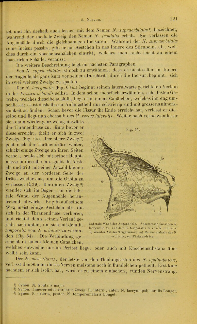 tet und ihn deshalb auch ferner mit dem Namen N. supraorbitalis') bezeichnet, während der mediale Zweig den Namen A'. frontalis erhält. Sie verlassen die Augenhöhle durch die gleichnamigen Incisui'en. Während der N. supraorbitalis seine Incisur passirl, gibt er ein Aestchen in das Innere des Stirnbeins ab, wel- ches durch ein Knochencanälchen eintritt, welches man nicht leicht an einem macerirten Schädel vermisst. Die weitere Beschreibung folgt im nächsten Paragraphen. Von N. supraorbitalis ist noch zu erwähnen, dass er nicht selten im Innern der Augenhöhle ganz kurz vor seinem Durchtritt durch die Incisur .beginnt, sich in zwei weitere Zweige zu spalten. Der N. lacrymalis (Fig. 63 la] beginnt seinen laleralwärts gerichteten Verlauf in der Fissura orbilalis selbst. Indem schon mehrfach erwähnten, sehr festen Ge- webe, welches dieselbe ausfüllt, liegt er in einem Canälchen, welches ihn eng uni- schliesst; es ist deshalb sein Anfangstheil nur schwierig und mit grosser Aufmerk- samkeit zu finden. Schon bevor die Fissur ihr Ende erreicht hat, verlässt er die- selbe und liegt nun oberhalb des HJ. reclus lateralis. Weiler nach vorne wendet er sich dann wieder ganz wenig einwärts der Thränendrüse zu. Kurz bevor er diese erreicht, theilt er sich in zwei Zweige (Fig. 64). Der obere Zweigt) geht nach der Thränendrüse weiter, schickt einige Zweige an ihren Seiten vorbei, senkt sich mit seiner Haupt- masse in dieselbe ein, giebt ihr Aeste ab und tritt mit einer Anzahl kleiner Zweige an der vorderen Seite der Drüse wieder aus, um die Orbita zu verlassen (§39). Der untere Zweigt) wendet sich im Bogen, an die late- rale Wand der Augenhöhle heran- tretend, abwärts. Er gibt auf seinem Weg meist einige Aestchen ab, die sich in der Thränendrüse verheren, und richtet dann seinen Verlauf ge- rade nach unten, um sich mit dem R. ^^^eraU Waud der Angonliöble. Anastomose zwischen R. ,. nr ; • I- 1 ■ lacrymalis la, und dem R. temporalis te vom N. orbitalis. tempornltS vom N. OrbltallS zu Verbm- v. Zweiter Ast des Trigemlnus; ,nl Ramus malaris des N. den (Fig. 64). Die Verbindung ge- orMtalis; Thränendrüse. schieht in einem kleinen Canälchen, welches entweder nur im Periost liegt, oder auch mit Knochensubstanz über wölbt sein kann. Der N. nasociliaris, der letzte von den Theilungsästen des N. optithaliniciiSj verlässt den Stamm dieses Nerven meistens noch in Bündelchen getheilt. Erst kurz nachdem er sich isolirt hat, wird er zu einem einfachen , runden Nervenstrang. ') Synon. N. frontalis major. 2) Synon. Innerer oder vorderer Zweig, R. intern., anter. N. lacrymopalpebralis Loneet <>) Synon. R extern., poster. N. temporomalaris Longel. Fig. 64.