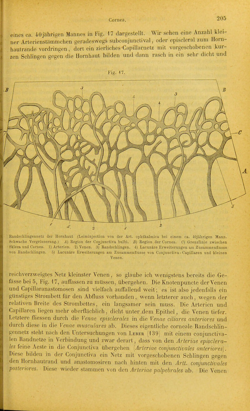 eines ca. 40jährii;en Mannes in Fig. 17 dargestellt. Wir sehen eine Anzahl klei- ner Arterienstämmchen geradeswegs subconjunclival, oder episcleral -mm Horn- haulrande vordringen, dort ein zierliches Capillarnetz mit vorgeschobenen kur- zen Schlingen gegen die Hornhaut bilden und dann rasch in ein sehr dicht und Fig. \1. Bandschlingennetz der Hornliant (Leiminjection von der Art. oplithalmica tei einem ca. 40jälirigen Mann. Schwache Vergrösserung.) A) Eegion der Conjunotiva hnlbi. B) Region der Cornea. C) Grenzlinie zwischen Sklera und Cornea. 1) Arterien. 2) Venen. 3) Randschlingen. 4) Lacunäre Erweiterungen am Zusammenflüsse Ton Eandsclüingen. 5} Lacunäre Erweiterungen am Zusammenflusse von Conjunctiva-Capillaren und kleinen Venen. reichverzweigtes Netz kleinster Venen, so glaube ich wenigstens bereits die Ge- fässe bei 5, Fig. 17, auffassen zu müssen, übergehen. Die Knotenpuncte der Venen und Capillaranastomosen sind vielfach auffallend weit; es ist also jedenfalls ein günstiges Strombett für den Abfluss vorhanden, wenn letzterer auch, we^en der relativen Breite des Strombettes, ein langsamer sein muss. Die Arterien und Capillaren liegen mehr oberflächlich, dicht unter_dem Epithel, die Venen tiefer. Letztere fliessen durch die Venae episclerales in die Venae ciliares anteriores und durch diese in die Venae musculares ab. Dieses eigentliche corneale Randschlin- gennetz steht nach den Untersuchungen von Leber (139) mit einem conjunctiva- len Randnetze in Verbindung und zwar derart, dass von den Arteriae episclera- les feine Aeste in die Conjunctiva übergehen (Arteriae conjunctivales anteriores). Diese bilden in der Conjunctiva ein Netz mit vorgeschobenen Schlingen gegen den Hornhautrand und anastomosiren nach hinten mit den Artt. conjunctivales posteriores. Diese wieder stammen von den Arteriae palpebrales ab. Die Venen