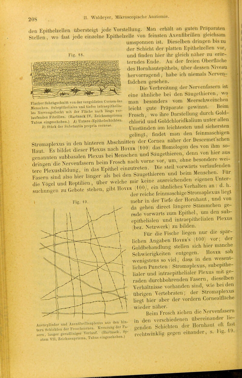 i Flacher Schriigschnitt von der vergoldeten Cornea des Menschen. Suhepitheliales und tiefes intraepithelia- les Nervengeflecht mit der Fläche nach längs ver- laufenden Fibrillen. (Hartnack IV, Zeichnenprisnia Tubus eingeschoben.) A] Untere .Epithelschichten. B] Stück der Substantia propria corneae. 2Qg II. Waldcyer, Mikroseopischc Anatomie. den Epilhelzellen übersteigt jede Vorstellung. Man erhält an guten Präparaten Stellen, wo fast jede einzelne Epilhelzelle von feinsten Axenfibrillen gleichsam umsponnen ist. Dieselben dringen bis zu der Schicht der platten Epithelzellen vor, und finden hier ihr gleich näher zu erör- terndes Ende. An der freien Oberfläche des liornhautepithels, über dessen Niveau hervorragend, habe ich niemals Nerven:: fädchen gesehen. Die Verbreitung der Nervenfasern ist eine ähnliche bei den Säugethieren, wo man besonders vom Meerschweinchen leicht gute Präparate gewinnt. Beim Frosch, wo ihre Darstellung durch Gold- chlorid und Goldchloridkalium unter allen Umständen am leichtesten und sichersten gelingt, findet man den feinmaschigen StromaDlexus in den hinteren Abschnitten der Cornea näher der Descemet'schen HaJ Es l^ldS dieser Plexus nach Hovkk (iOO) das Homologen des von ihm so- «fen subtsalen Plexus bei Menschen und Säugethieren denn von hier aus dr^rcLTerrenf^ beim Frosch nach vorne vor, um, ohne besondere wei- fe ePlextbü^^^^^^^^^ das Epithel einzutreten. Die steil vorwärts verlaufenden pier^sird 1 r^^^ länger als bei den Säugethieren und beim Menschen Für d e Vö-e -eiche mir keine ausreichenden e.genen Unter- — zuGeLe stehen, Si^-o^M-U^n mehr in der Tiefe der Hornhaut, und von da gehen direct längere Stämmchen ge- rade vorwärts zum Epithel, um den sub- epithehalen und intraepithelialen Plexus (bez. Netzwerk) zu bilden. Für die Fische liegen nur die spär- hchen Angaben Hoyer's (100) vor: der Goldbehandlung stellen sich hier manche Schwierigkeiten entgegen. Höver sah wenigstens so viel, dass in den wesent- lichen Puncten: Stromapiexus, subepithc- lialer und intraepithelialer Plexus mit ge- raden durchbohrenden Fasern, dieselben Verhältnisse vorhanden sind, wie bei den übrigen Vertebraten; der Slromaplexus liet hier aber der vordem Cornealfläche wieder näher. Beim Frosch ziehen die Nervenfasern . i,in in den verschiedenen übereinander lie- rSr:L™2,rrr:'=.rfr Uce« S^^Ue. de. Ho™baul or. .sl Sern, langer geradliniger Verlauf. (Hartnack, Sj- j,^,^.!,^^^,;,^]^!!« aegeU einander, S. Hg. 1 Stern vn, Zeichnenprisnia, Tubus eingeschoben.) Fig. -19.