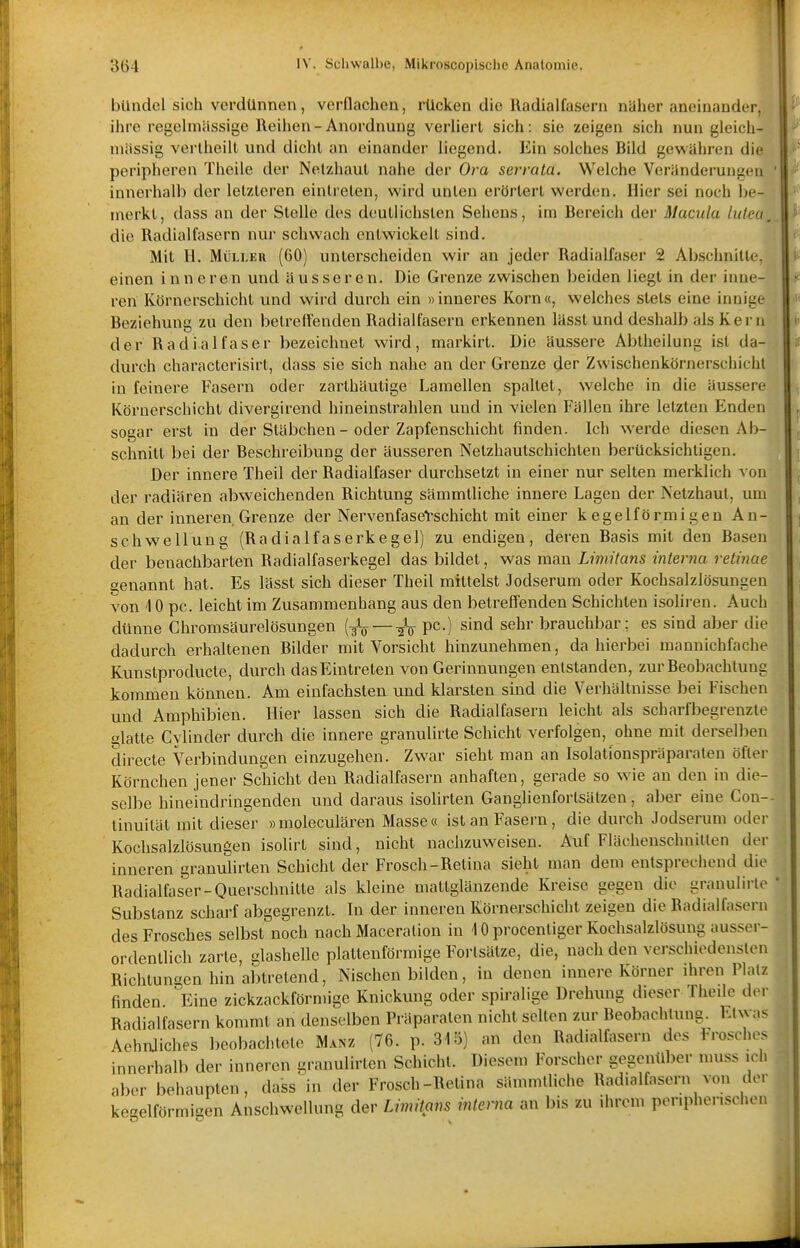 i bündcl sich verdünnen, vorflachen, rücken die Radialfasern naher aneinander, ihre regelmässige Reihen-Anordnung verliert sich: sie zeigen sich nun gleich- massig verlheill und dicht an einander liegend. Ein solches Bild gewähren die peripheren Theile der Netzhaut nahe der Ora serrala. Welche Veränderungen innerhalb der letzleren eintreten, wird unten erörtert werden. Hier sei noch be- merkt, dass an der Stelle des deutlichsten Sehens, im Bereich der Macula lutea, die Radialfasern nur schwach entwickelt sind. Mit Ii. Müller (60) unterscheiden wir an jeder Radialfaser 2 Abschnille, einen inneren und äusseren. Die Grenze zwischen beiden liegt in der inne- ren Körnerschicht und wird durch ein »inneres Korn«, welches stets eine innige Beziehung zu den betreifenden Radialfasern erkennen lässtund deshalb als Kern der Radial faser bezeichnet wird, markirt. Die äussere Abtheilung ist da- durch characterisirt, dass sie sich nahe an der Grenze der Zwischenkörnerschicht in feinere Fasern oder zarthäutige Lamellen spaltet, welche in die äussere Körnerschicht divergirend hineinstrahlen und in vielen Fällen ihre letzten Enden sogar erst in der Stäbchen - oder Zapfenschichl finden. Ich werde diesen Ab- schnitt bei der Beschreibung der äusseren Netzhautschichten berücksichtigen. Der innere Theil der Radialfaser durchsetzt in einer nur selten merklich von der radiären abweichenden Richtung sämmtliche innere Lagen der Netzhaut, um an der inneren Grenze der Nervenfasetschicht mit einer kegelförmigen An- schwellung (Radialfaserkegel) zu endigen, deren Basis mit den Basen der benachbarten Radialfaserkegel das bildet, was mau Limitans interna retinae genannt hat. Es lässt sich dieser Theil mittelst Jodserum oder Kochsalzlösungen von 10 pc. leicht im Zusammenhang aus den betreffenden Schichten isoliren. Auch dünne Chromsäurelösungen (^ —P^-) s'iid sehr brauchbar: es sind aber die dadurch erhaltenen Bilder mit Vorsicht hinzunehmen, da hierbei manuichfache Kunstproducte, durch das Eintreten von Gerinnungen entstanden, zur Beobachtung kommen können. Am einfachsten und klarsten sind die Verhältnisse bei Fischen und Amphibien. Hier lassen sich die Radialfaseru leicht als scharfbegrenzte glatte Cylinder durch die innere granulirte Schicht verfolgen, ohne mit derselben clirecte Verbindungen einzugehen. Zwar sieht man an Isolalionspräparaten öfter Körnchen jener Schicht den Radialfasern anhaften, gerade so wie an den in die- selbe hineindringenden und daraus isoUrten Ganglienfortsätzen, aber eine Con-- tinuität mit dieser »moleculären Masse« ist an Fasern, die durch Jodserum oder Kochsalzlösungen isolirt sind, nicht nachzuweisen. Auf Flächenschnitten der inneren granulirten Schicht der Frosch-Retina sieht man dem entsprechend die Radialfaser-Querschnitte als kleine maltglänzende Kreise gegen die granulirte Substanz scharf abgegrenzt. In der inneren Körnerschicht zeigen die Radialfasern des Frosches selbst noch nach Maceration in 10 procentiger Kochsalzlösung ausser- ordentlich zarte, glashelle platlenförmige Forlsätze, die, nach den verschiedensten Richtungen hin abtretend, Nischen bilden, in denen innere Körner ihren Platz finden. Eine zickzackförmige Knickung oder spiralige Drehung dieser Theile der Radialfasern kommt an denselben Präparaten nicht selten zur Beobachtung. Etwas AehnJiches beobachtete Manz (76. p. 315) an den Radialfasern des Frosches innerhalb der inneren granulirten Schicht. Diesem Forscher gegenüber muss ich aber behaupten, dass in der Frosch-Retina sämmtliche Radialfasern von der kegelförmigen Anschwellung der Limitxins interna an bis zu ihrem penphcnschon