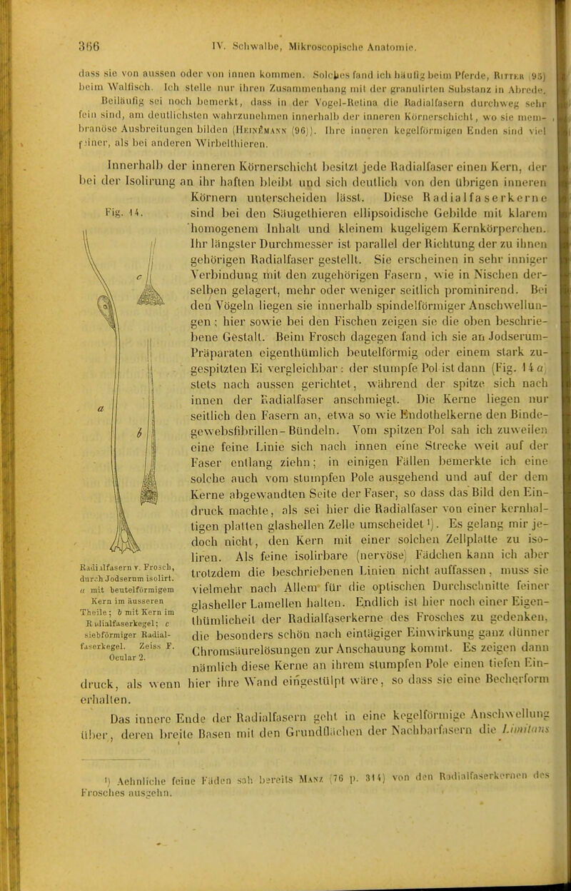 II tiass sie von aussen oder von innen kommen. Solches fand ich häufig beim Pferde, Ritter i95) beim Walfiscli. Ich stelle nur ihren Zusammenhang mit der granulirten Substanz in Abrede. Beiläufig sei noch bemerkt, dass in der Vogel-Retina die Radialfasern durchweg sehr fein sind, am deutlichsten wahrzunehmen innerhalb der inneren Kornerschicht, wo sie mem- , branösc Ausbreitungen bilden (HEiNfijiANN (96)). Ihre inneren kegelförmigen Enden sind viel f;incr, als bei anderen Wirbelthieren. Innerhalb der inneren Körnerschichl besitzt jede Radialfaser einen Kern, der bei der IsoHrung an ihr haften bleibt und sich deutlich von den übrigen inneren Körnern unterscheiden lässl. Diese Radiaifa serkerne Fig. 14. sind bei den Säugelhieren ellipsoidische Gebilde mit klarem homogenem Inhalt und kleinem kugeligem Kernkörperchen. Ihr längster Durchmesser ist parallel der Richtung der zu ihnen gehörigen Radialfaser gestellt. Sie erscheinen in sehr inniger Verbindung mit den zugehörigen Fasern, wie in Nischen der- selben gelagert, mehr oder weniger seitlich prominirend. Bei den Vögeln liegen sie innerhalb spindelförmiger Anschwellun- gen ; hier sowie bei den Fischen zeigen sie die oben beschrie- bene Gestalt. Beim Frosch dagegen fand ich sie an Jodserum- Präparaten cigenthümlich beuleiförmig oder einem stark zu- gespitzten Ei vergleichbar: der stumpfe Pol ist dann (Fig. I4(/ stets nach aussen gerichtet, während der spitze sich nach innen der r.adialfaser anschmiegt. Die Kerne liegen nur seitlich den Fasern an, etwa so wie Endolhelkerne den Binde- gewebsfibrillen-Bündeln. Vom spitzen Pol sah ich zuweilen eine feine Linie sich nach innen eine Strecke weil auf der Faser entlang ziehn; in einigen Fällen bemerkte ich eine solche auch vom stumpfen Pole ausgehend und auf der dem Kerne abgewandlen Seile der Faser, so dass das Bild den Ein- druck machte, als sei hier die Radialfaser von einer kernhal- tigen platten glashellen Zelle umscheidet'). Es gelang mir je- doch nicht, den Kern mit einer solchen Zellplatte zu iso- liren. Als feine isolirbare (nervöse) Fadchen kann ich aber trotzdem die beschriebenen Linien nicht auffassen, muss sie vielmehr nach Allem für die optischen Durchschnitte feiner glasheller Lamellen hallen. Endlich ist hier noch einer Eigen- Ihumlicheit der Radiallaserkerne des Frosches zu gedenken, die besonders schön nach eintägiger Einwirkung ganz dünner Chromsäurelösungen zur Anschauung kommt. Es zeigen dann nämlich diese Kerne an ihrem stumpfen Pole einen tiefen Ein- druck, als wenn hier ihre Wand eingestülpt wäre, so dass sie eine Bechqrform erhallen. Das innere Endo der Radialfasorn geht in eine kegelförmige Anschwellung ü!)er, deren breite Basen mit den Grundflächen der Nachbarfasern die l.nmians Railiilfasern Y. Frosc-li, diiro.h Jodsernm isolirt. « mit beutelförmigem Kern im äusseren Theile ; i mit Kern im R KÜalfaserkegel; c siebförmiger Badial- faserVegel. Zeiss F. Ocular 2. ') Aehnliche feine Kaden sah bsreits M.\nz ;76 p. 314) Frosches ausschn. von den Radialfaserkernen dos