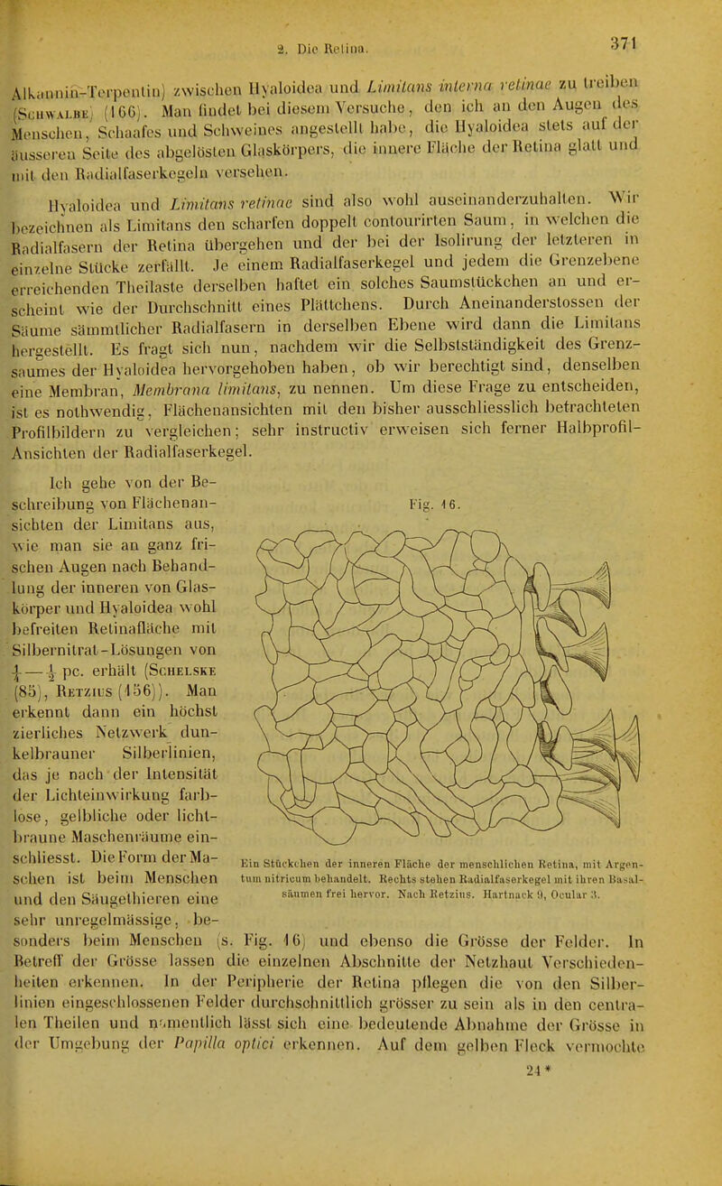 Alkannin-Torponlin) zwischen Hyaloidoa und LiinÜans interna retinae zu lroil)en NciiwvLBii (IG61. Man ündet bei diesem Versuche, den ich an den Augen des Menscheu, Schaafes und Schweines angeslelll habe, die llyaloidea stets auf der äusseren Seile des abgelösten Glaskörpers, die innere Flache der Retina glatt und mit den Badialfaserkegeln versehen. llyaloidea und Limitems retinae sind also wohl auseinanderzuhalten. Wir bezeichnen als Liniitans den scharfen doppell contourirten Saum, in welchen die Radialfasern der Retina übergehen und der bei der Isolirung der letzteren m ein/eine Stücke zerfällt. Je einem Radialfaserkegel und jedem die Grenzebene erreichenden Theilaste derselben haftet ein solches Saumslückchen an und er- scheint wie der Durchschnitt eines Plättchens. Durch Aneinanderstossen der Säume sämmllicher Radialfasern in derselben Ebene wird dann die Limilans hergestellt. Es fragt sich nun, nachdem wir die Selbstständigkeit des Grenz- saumes der Hyaloidea hervorgehoben haben, ob wir berechtigt sind, denselben eine Membran, Membrana limilans, zu nennen. Um diese Frage zu entscheiden, isi es nothwendig, Flächenansichlen mit den bisher ausschliesslich betrachteten Profilbildern zu vergleichen; sehr instructiv ervieisen sich ferner Halbprofil- Ansichlen der Radialfaserkegel. Fig. 16. Ich gehe von der Be- schreibung von Flächenan- sichlen der Limitans aus, wie man sie an ganz fri- schen Augen nach Behand- lung der inneren von Glas- körper und Hyaloidea wohl befreiten Relinafläche mit Silbernilrat-Lösungen von i — pc. erhält (Schelske (85), Retzius (156)). Man erkennt dann ein höchst zierliches Netzwerk dun- kelbrauner Silberlinien, das je nach der Intensität der Lichteinwirkung farl)- lose, gelbliche oder licht- braune Maschenräume ein- scliliesst. Die Form der Ma- schen ist beim Menschen und den Säugethieren eine sehr unregelmässige, be- sonders beim Menschen (s. Fig. 16) und ebenso die Grösse der Felder. In Betreff der Grösse lassen die einzelnen Abschnitte der Netzhaut Verschieden- heiten erkennen. In der Peripherie der Retina pflegen die von den Silber- linien eingeschlossenen Felder durchschnittlich grösser zu sein als in den centra- len Theilen und namentlich Uisst sich eine ])edeulende Abnahme der Grösse in der Umgebung der Papilla optici erkennen. Auf dem gelben Fleck vermochlo 24« Ein Stückchen der inneren Fläche der menschlichen Retina, mit Argen- tum nitriuum behandelt. Rechts stehen Radialfaserkegel mit ihren Basal- säumen frei hervor. Nach Retzius. Hartnack 9, Oculur :l.