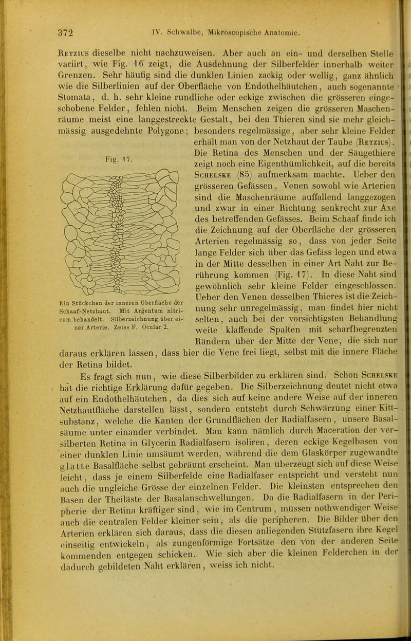 Fig. 17. Retzius dieselbe nicht nachzuweisen. Aber auch an ein- und derselben Stelle variirt, wie Fig. 16 zeigt, die Ausdehnung der Silberfelder innerhalb weiter Grenzen. Sehr häufig sind die dunklen Linien zackig oder wellig, ganz ähnlich wie die Silberliuien auf der Oberfläche von Endothelhäulchen, auch sogenannte ■ Stoniata, d. h. sehr kleine rundliche oder eckige zwischen die grösseren einge- schobene Felder, fehlen nicht. Beim Menschen zeigen die grösseren Maschen- räume meist eine langgestreckte Gestalt, bei den Thieren sind sie mehr gleich- mässig ausgedehnte Polygone; besonders regelmässige, aber sehr kleine Felder erhält man von der Netzhaut der Taube (Retzius) . Die Retina des Menschen und der Säugethiere zeigt noch eine Eigenthümlichkeit, auf die bereits ScHELSKE (85) aufmerksam machte, lieber den grösseren Gefässen , Venen sowohl wie Arterien sind die Maschenräume auffallend langgezogen und zwar in einer Richtung senkrecht zur Axe des betreffenden Gefässes. Beim Schaaf finde ich die Zeichnung auf der Oberfläche der grösseren Arterien regelmässig so, dass von jeder Seite lange Felder sich über das Gefäss legen und etwa in der Mitte desselben in einer Art Naht zur Be- rührung kommen (Fig. 17). In diese Naht sind gewöhnlich sehr kleine Felder eingeschlossen. Ueber den Venen desselben Thieres ist die Zeich- nung sehr unregelmässig, man findet hier nicht selten, auch bei der vorsichtigsten Behandlung weite klaffende Spalten mit scharfbegrenzt^n Rändern über der Mitte der Vene, die sich nur dass hier die Vene frei liegt, selbst mit die innere Fläche Ein Stückchen der inneren Oberfläche der Schaaf-Netzhaut. Mit Argentum nitri- cnm behandelt. Silberzeichnung über ei- ner Arterie. Zeiss F. Ocnlar 2. daraus erklären lassen, der Retina bildet. Es fragt sich nun, wie diese Silberbilder zu erklären sind. Schon Schelske hat die richtige Erklärung dafür gegeben. Die Silberzeichnung deutet nicht etwa auf ein Endothelhäulchen, da dies sich auf keine andere Weise auf der inneren Netzhautfläche darstellen lässt, sondern entsteht durch Schwärzung einer Kitl- substanz, welche die Kanten der Grundflächen der Radialfasern , unsere Basal- säume unter einander verbindet. Man kann nämlich durch Maceration der ver- silberten Retina in Glycerin Radialfasern isoliren, deren eckige Kegelbasen von einer dunklen Linie umsäumt werden, während die dem Glaskörper zugewandte glatte Basalfläche selbst gebräunt erscheint. Man überzeugt sich auf diese Weise leicht, dass je einem Silberfelde eine Radialfaser entspricht und versteht nun auch die ungleiche Grösse der einzelnen Felder. Die kleinsten entsprechen den Basen der Theiläste der Basalanschwellungen. Da die Radialfasern in der Peri- pherie der Retina kräftiger sind, wie im Centrum , müsseu nothwendiger Weise auch die centralen Felder kleiner sein, als die peripheren. Die Bilder über den Arterien erklären sich daraus, dass die diesen anliegenden Stützfasern ihre Kegel einseitig entwickeln, als zungenförmige Fortsätze den Von der anderen Seite kommenden entgegen schicken. Wie sich aber die kleinen Felderchen in der dadurch gebildeten Naht erklären, weiss ich nicht.