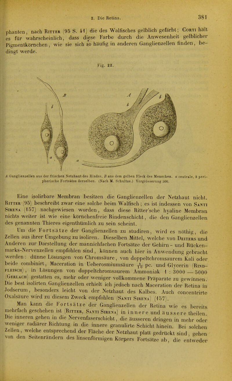 phanlen, nach Ritter (95 S. 41) die des Walfisches gelblich gefärbt; Corti hält es für wahrscheinlich, dass diese Farbe durch die Anwesenheit gelblicher Pigmentkörnchen, wie sie sich so häufig in anderen Ganglienzellen finden, be- dingt werde. Fig. 22. Ä Ganglienzellen ans der frischen Netzhaut des Rindes, B ans dem gelten Fleck des Menschen, a centrale, b peri- pherische Fortsätze derselhen. (Nach Jt. Schnitze.) Vergrösserung äüü. Eine isolirbare Membran besitzen die Ganglienzellen der Netzhaut nicht. Ritter (95) beschreibt zwar eine solche beim Walfisch; es ist indessen von Santi SiRENA (157) nachgewiesen worden, dass diese Ritter'sche hyaline Membran nichts weiter ist wie eine körnchenfreie Riudenschicht, die den Ganglienzellen des genannten Thieres eigenthümlich zu sein scheint. Um die Fortsätze der Ganglienzellen zu studiren, wird es nöthig, die Zellen aus ihrer Umgebung zu isoliren. Dieselben Mittel, welche von Deiters und Anderen zur Darstellung der mannichfachen Fortsätze der Gehirn - und RUcken- marks-Nervenzellen empfohlen sind, können auch hier in Anwendung gebracht werden: dünne Lösungen von Chromsäure, von doppeltchromsaurem^Kali oder beide combinirt, Maceration in Ueberosmiumsäure ^ pc. und Glycerin (Rlnd- fleisch) , in Lösungen von doppeltchromsaurem Ammoniak 1 : 3000 — 5000 (Gerlach) gestatten es, mehr oder weniger vollkommene Präparate zu gewinnen. Die best isolirten Ganglienzellen erhielt ich jedoch nach Maceration der Retina in Jodserum, besonders leicht von der Netzhaut des Kalbes. Auch concentrirte Oxalsäure wird zu diesem Zweck empfohlen (Santi Sirexa) (157). Man kann die Fortsätze der Ganghenzellen der Retina wie es bereits mehrfach geschehen ist (Ritter, Santi Sirena) in innere und äussere theilen Die inneren gehen in die Nervenfaserschicht, die äusseren dringen in mehr oder weniger radiärer Richtung in die innere granulirle Schicht hinein. Bei solchen Zellen, welche entsprechend der Fläche der Netzhaut platt gedrückt sind -eben von den Seitenrändern des linsenförmigen Körpers Fortsätze ab, die entweder