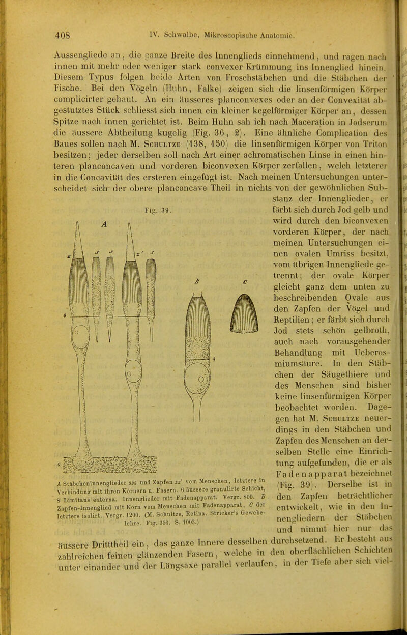 Aussengliede on, die canze Breite des Innenglieds einnehmend, und ragen nach innen mit mehr oder weniger stark convexer Krümmung ins Innenglied hinein. Diesem Typus folgen beide Arien von Froschstäbchen und die Stabchen der ' Fische. Bei den Vögeln (Huhn, Falke) zeigen sich die linsenförmigen Körper complicirler gebaut. An ein äusseres pianconvexes oder an der Convexitat ali- gestutztes Stück schliesst sich innen ein kleiner kegelförmiger Körper an, dessen Spitze nach innen gerichtet ist. Beim Huhn sah ich nach Maceration in Jodseruin die äussere Abtheilung kugelig (Fig. 36, 2). Eine ähnliche Complication des Baues sollen nach M. Schultze (138, 150) die linsenförmigen Körper von Triton besitzen; jeder derselben soll nach Art einer achromatischen Linse in einen hin- teren planconcaven und vorderen biconvexen Körper zerfallen, welch letzterer in die Concavität des ersteren eingefügt ist. Nach meinen Untersuchungen unter- scheidet sich der obere planconcave Theil in nichts von der gewöhnlichen Sul>- stanz der Innenglieder, er Fig. 39. färbt sich durch Jod gelb und wird durch den biconvexen vorderen Körper, der nach meinen Untersuchungen ei- nen ovalen Umriss besitzt, vom übrigen Innengliede ge-. trennt; der ovale Körper gleicht ganz dem unten zu beschreibenden Ovale aus den Zapfen der Vögel und Reptilien; er färbt sich durch Jod stets schön gelbrolh. auch nach vorausgehender Behandlung mit Ueberos- miumsäure. In den Stäb- chen der Säugethiere und des Menschen sind bisher keine linsenförmigen Körper beobachtet worden. Dage- gen hat M. ScHLLTZE neuer- dings in den Stäbchen und Zapfen des Menschen an dei - selben Stelle eine Einrich- tung aufgefunden, die er als Fadenapparat bezeichnet (Fig. 39). Derselbe ist in den Zapfen beträchtlicher entwickelt, wie in den In- nengliedern der Stäbchen und nimmt hier nur das A Stäbcheninnenglieder sss und Zapfen ^j' vom Measclien, letztere in Verbindung mit ihren Körnern n. Fasern. 6 äussere granulirte Schicht, 8 Liraitans externa. InnengUeder mit Fadenapparat. Vergr. SOO. B Zapfen-Innenglied mit Korn vom Menschen mit Fadenapparat, C der letztere isolirt. Vergr. 1200. (M. Schultze, Retina. Stricker's Gewehe- lehre. Fig. 350). S. 1003.) äussere Dritttheil ein, das ganze Innere desselben durchsetzend. Er J>eslehi au. zahlreichen feinen glänzenden Fasern, welche in den oberflächlichen Sclnch.en unter einander und der Längsaxe parallel verlaufen, in der Tiefe aber sich v.el-