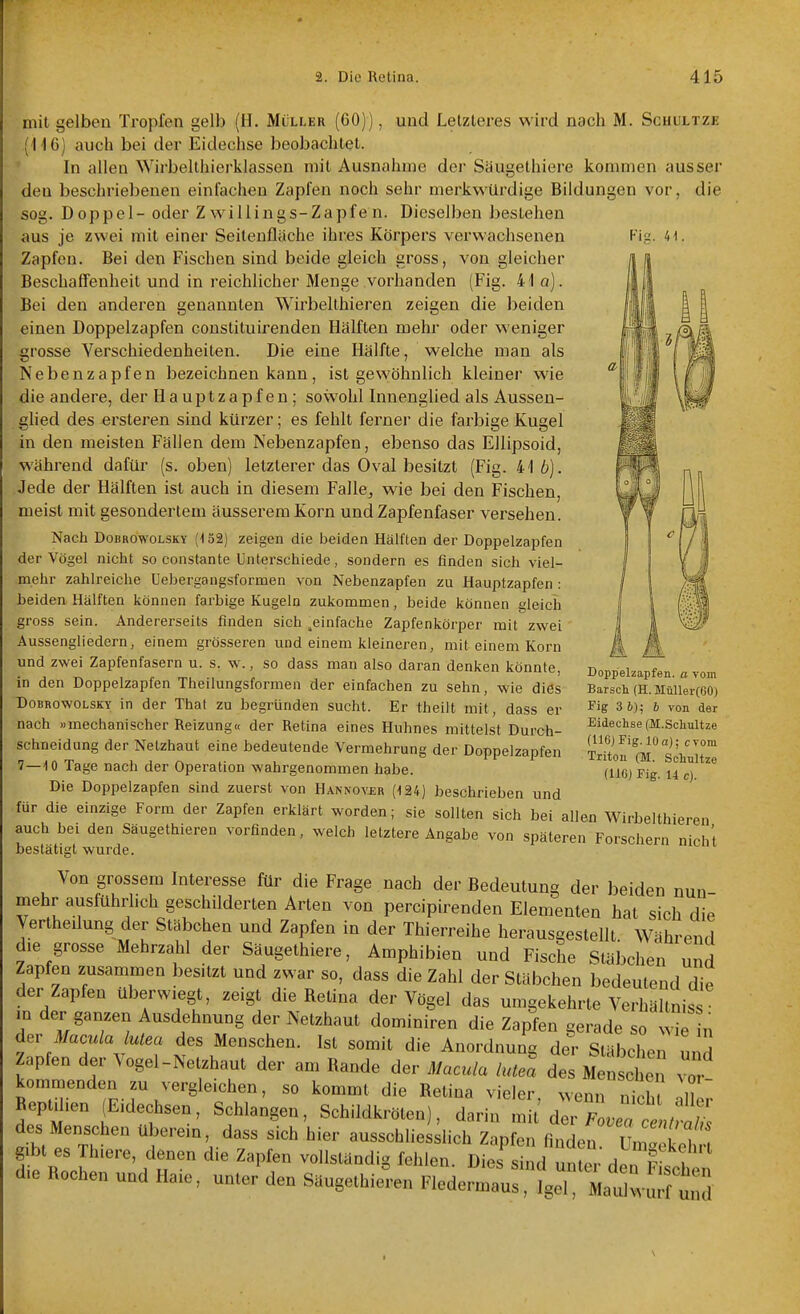 mit gelben Tropfen gelb (11. Müller (60)), und Letzleres wird nach M. Scuultze (116) auch bei der Eidechse beobachtet. In allen Wirbelthierklassen mit Ausnahme der Säugelhiere kommen ausser den beschriebenen einfachen Zapfen noch sehr merkwürdige Bildungen vor, die sog. Doppel- oder Zwillings-Zapfen. Dieselben bestehen aus je zwei mit einer Seileufläche ihres Körpers verwachsenen Fig. 41. Zapfen. Bei den Fischen sind beide gleich gross, von gleicher Beschaffenheit und in reichlicher Menge vorhanden (Fig. 41 o). Bei den anderen genannten Wirbelthieren zeigen die beiden einen Doppelzapfen couslituirenden Hälften mehr oder weniger grosse Verschiedenheiten. Die eine Hälfte, welche man als Nebenzapfen bezeichnen kann, ist gewöhnlich kleiner wie die andere, der Hauptzapfen; sowohl Innenglied als Aussen- glied des ersteren sind kürzer; es fehlt ferner die farbige Kugel in den meisten Fällen dem Nebenzapfen, ebenso das Ellipsoid, während dafür (s. oben) letzterer das Oval besitzt (Fig. 41 6). Jede der Hälften ist auch in diesem Falle, wie bei den Fischen, meist mit gesondertem äusserem Korn und Zapfenfaser versehen. Nach DoBROwoLSKY (152) zeigen die beiden Hälften der Doppelzapfen der Vögel nicht so constante Unterschiede, sondern es finden sich viel- mehr zahlreiche Uebergangsformen von Nebenzapfen zu Hauptzapfen : beiden Hälften können farbige Kugeln zukommen, beide können gleich gross sein. Andererseits finden sich ^einfache Zapfenkörper mit zwei Aussengliedern, einem grösseren und einem kleineren, mit einem Korn und zwei Zapfenfasern u. s. w., so dass man also daran denken könnte, in den Doppelzapfen Theilungsformen der einfachen zu sehn, wie dies DoBRowoLSKY in der Thal zu begründen sucht. Er theilt mit, dass er nach »mechanischer Reizung« der Retina eines Huhnes mittelst Durch- schneidung der Netzhaut eine bedeutende Vermehrung der Doppelzapfen 7 — 10 Tage nach der Operation wahrgenommen habe. Die Doppelzapfen sind zuerst von Hannover (124) beschrieben und für die einzige Form der Zapfen erklärt worden; sie sollten sich bei allen Wirbelthieren auch bei den Säugethieren vorfinden, welch letztere Angabe von späteren Forschern nich't bestätigt wurde. Von grossem Interesse für die Frage nach der Bedeutung der beiden nun mehr ausführhch geschilderten Arten von percipirenden Elementen hat sich die Verthedung der Stäbchen und Zapfen in der Thierreihe herausgestellt. Während die grosse Mehrza^il der Säugethiere, Amphibien und Fische Stäbchen und Zapfen zusammen besitzt und zwar so, dass die Zahl der Stäbchen bedeutend die der Zapfen überwiegt, zeigt die Retina der Vögel das umgekehrte Verhällniss m der ganzen Ausdehnung der Netzhaut dominiren die Zapfen gerade so wie n der i/acw/a lutea des Menschen. Ist somit die Anordnung der Stäbchen ,,nH apfen der Vogel-Netzhaut der am Rande der Macula lutel de Alnsct v kommenden zu vergleichen, so kommt die Retina vieler wenn n^H, H Reptdien (Eidechsen, Schlangen, Schildkrölen), darin mu'dlr'^^ des Menschen überem dass sich hier ausschliesslich Zapfen fn^den Un^ Li ft gibt es Thiere, denen die Zapfen vollständig fehlen. Dies sind „nfpr H«. r . d. Rochen und Haie, uo.er den S^^... ^^^i^^::^^^^:::^ Doppelzapfen, a vom Barsch (H. Müller(60) Fig 3 6); 6 von der Eidechse (M.Schultze (116) Fig. 10 a); cvom Triton (M. Schnitze (HO) Fig. U c).