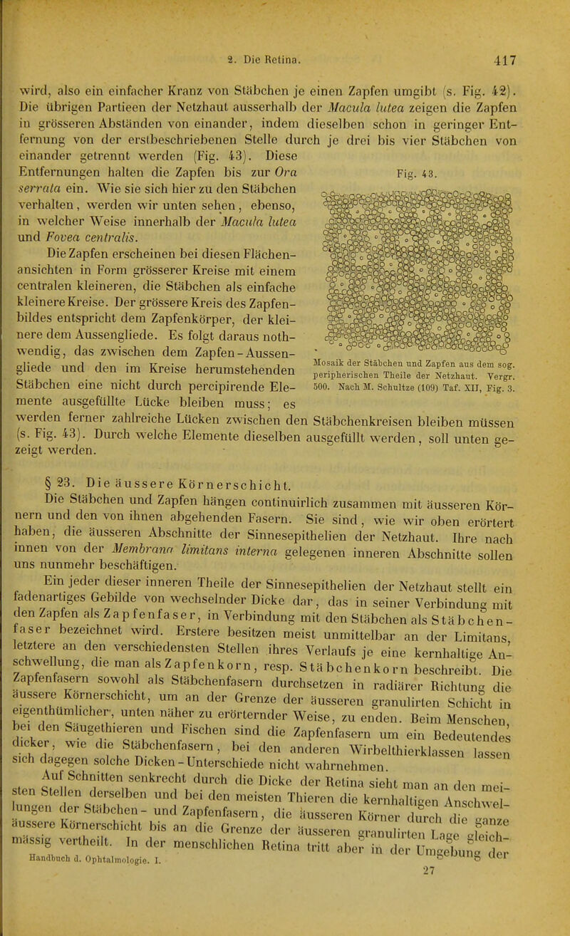 Fig. 43. wird, also ein einfacher Kranz von Stäbchen je einen Zapfen umgibt (s. Fig. 42). Die übrigen Partieen der Netzhaut ausserhalb der Macula lutea zeigen die Zapfen in grösseren Abständen von einander, indem dieselben schon in geringer Ent- fernung von der erstbeschriebeuen Stelle durch je drei bis vier Stäbchen von einander getrennt werden (Fig. 43). Diese Entfernungen halten die Zapfen bis zur Ora serrala ein. Wie sie sich hier zu den Stäbchen verhalten, werden wir unten sehen, ebenso, in welcher Weise innerhalb der Macula lutea und Fovea centralis. Die Zapfen erscheinen bei diesen Flächen- ansichten in Form grösserer Kreise mit einem centralen kleineren, die Stäbchen als einfache kleinere Kreise. Der grössere Kreis des Zapfen- bildes entspricht dem Zapfenkörper, der klei- nere dem Aussengliede. Es folgt daraus noth- wendig, das zwischen dem Zapfen-Aussen- gliede und den im Kreise herumstehenden Stäbchen eine nicht durch percipirende Ele- mente ausgefüllte Lücke bleiben rauss; es werden ferner zahlreiche Lücken zwischen den Stäbchenkreisen bleiben müssen (s. Fig. 4.3). Durch welche Elemente dieselben ausgefüllt werden, soll unten ge- zeigt werden. Mosaik der Stätclien und Zapfen aus dem sog. peripherischen Theile der Netzhaut. Yergr. 500. Nach M. Schnitze (109) Taf. XII, Fig. 3. §23. Die äussere Körnerschicht. Die Stäbchen und Zapfen hängen continuirlich zusammen mit äusseren Kör- nern und den von ihnen abgehenden Fasern. Sie sind, wie wir oben erörtert haben, die äusseren Abschnitte der Sinnesepithelien der Netzhaut. Ihre nach mnen von der Membrana limüans interna gelegenen inneren Abschnitte sollen uns nunmehr beschäftigen. Ein jeder dieser inneren Theile der Sinnesepithelien der Netzhaut stellt ein fadenartiges Gebilde von wechselnder Dicke dar, das in seiner Verbindung mit den Zapfen als Zapfenfaser, in Verbindung mit den Stäbchen als Stäbchen- faser bezeichnet wird. Erstere besitzen meist unmittelbar an der Limitans letztere an den verschiedensten Stellen ihres Verlaufs je eine kernhaltige An- schwel ung, die man als Zapfenkorn, resp. Stäbchenkorn beschreibt. Die Zapfenfasern sowohl als Stäbchenfasern durchsetzen in radiärer Richtung die äussere Körnerschicht, um an der Grenze der äusseren granulirten Schicht in eigenthümlicher, unten näher zu erörternder Weise, zu enden. Beim Menschen bei den Säugethieren und Fischen sind die Zapfenfasern um ein Bedeutendes dicker, wie die Stäbchenfasern, bei den anderen Wirbelthierklassen lassen sich dagegen solche Dicken - Unterschiede nicht wahrnehmen Auf Schnitten senkrecht durch die Dicke der Retina sieht man an den mei sten Stel en derselben und bei den meisten Thieren die kernhaU gen Ans hwe  ungen der Stäbchen- und Zapfenfasern, die äusseren Körner ui^Vdr^^^^^^^^^^ äussere Körnerschicht bis an die Grenze der äusseren granulir a T aoe «w'eich niassig verthe.lt. In der menschlichen Retina tritt aber in Ii! Ui^un t Handbuch d. Ophtalmologie. I. 0^uiig uei 27