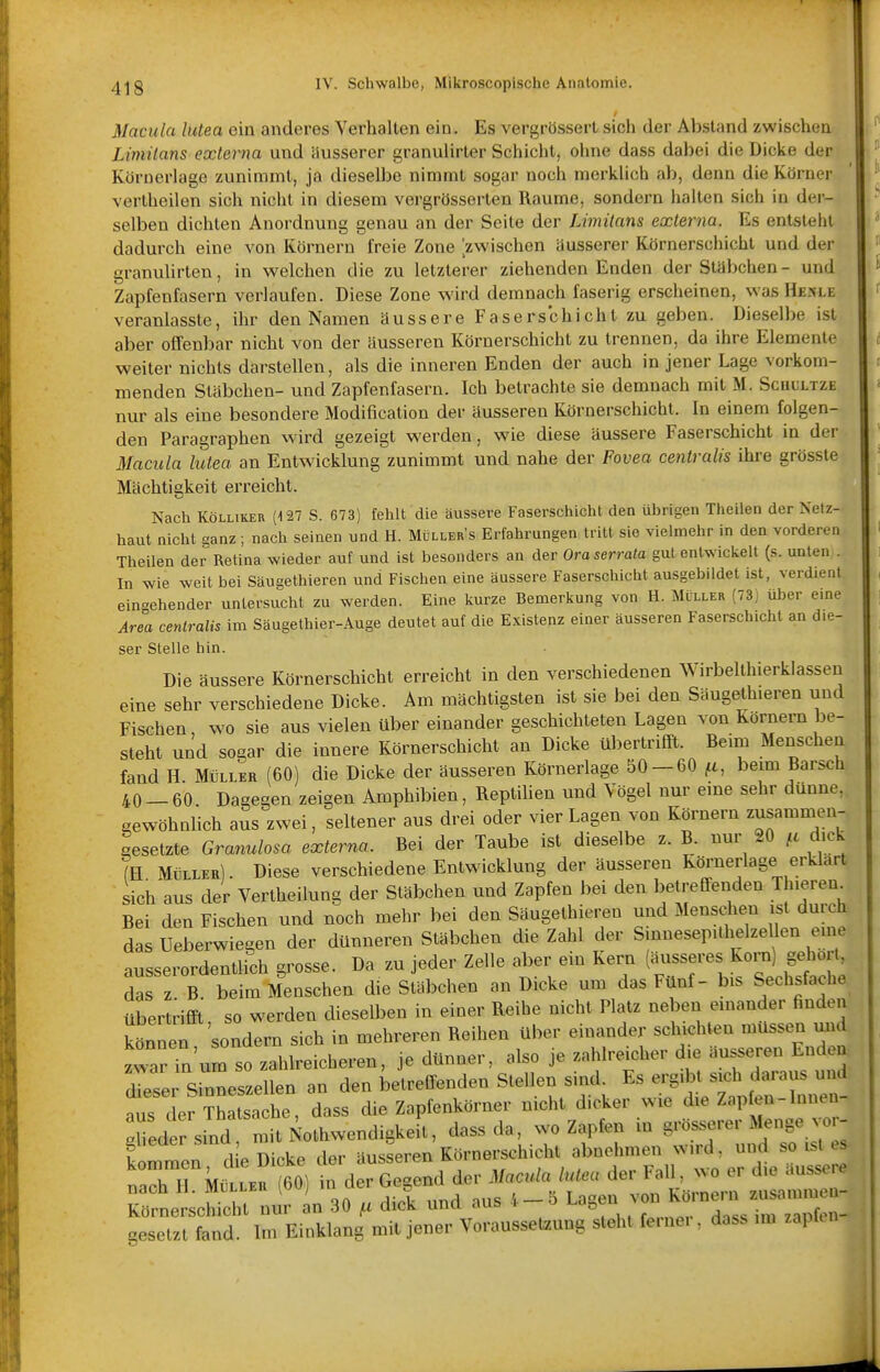 Macula lutea ein anderes Verhalten ein. Es vergrössert sich der Absland zwischen Limilans externa und äusserer granulirter Schicht, oiine dass dabei die Diclie der Körnerlage zunimmt, ja dieselbe nimmt sogar noch merklich ab, denn die Körner vertheilen sich nicht in diesem vergrösserten Räume, sondern halten sich in der- selben dichten Anordnung genau an der Seite der Limilans externa. Es entsteht dadurch eine von Körnern freie Zone zwischen äusserer Körnerschicht und der granulirten, in welchen die zu letzterer ziehenden Enden der Stäbchen- und Zapfenfasern verlaufen. Diese Zone wird demnach faserig erscheinen, was Hesle veranlasste, ihr den Namen äussere Faserschicht zu geben. Dieselbe ist aber offenbar nicht von der äusseren Körnerschicht zu trennen, da ihre Elemente weiter nichts darstellen, als die inneren Enden der auch in jener Lage vorkom- menden Stäbchen- und Zapfenfasern. Ich betrachte sie demnach mit M. Schcltze nur als eine besondere Modification der äusseren Körnerschicht. In einem folgen- den Paragraphen vvird gezeigt werden, wie diese äussere Faserschicht in der Macula lutea an Entwicklung zunimmt und nahe der Fovea centralis ihre grösste Mächtigkeit erreicht. Nach KöLLiKER (127 S. 673) fehlt die äussere Faserschicht den übrigen Theilen der Netz- haut nicht ganz; nach seinen und H. Müllers Erfahrungen tritt sie vielmehr in den vorderen Theilen der Retina wieder auf und ist besonders an der Ora serrula gut entwickelt (s. unten . In wie weit bei Säugethieren und Fischen eine äussere Faserschicht ausgebildet ist, verdient eingehender untersucht zu werden. Eine kurze Bemerkung von H. Müller (73) über eine Area centralis im Säugethier-Auge deutet auf die Existenz einer äusseren Faserschicht an die- ser Stelle hin. Die äussere Körnerschicht erreicht in den verschiedenen Wirbelthierklassen eine sehr verschiedene Dicke. Am mächtigsten ist sie bei den Säugethieren und Fischen wo sie aus vielen über einander geschichteten Lagen von Körnern be- steht und sogar die innere Körnerschicht an Dicke übertrifft. Beim Menschen fand H Müller (60) die Dicke der äusseren Körnerlage 50 — 60 fi, beim Barsch 40-60. Dagegen zeigen Amphibien, RepliUen und Vögel nur eine sehr dünne, gewöhnlich aus zwei, seltener aus drei oder vier Lagen von Körnern zusammen- gesetzte Granulosa externa. Bei der Taube ist dieselbe z. B. nur 20 dick ftl Müller). Diese verschiedene Entwicklung der äusseren Körnerlage erklärt sich aus der Vertheilung der Stäbchen und Zapfen bei den betreffenden Th.eren^ Bei den Fischen und noch mehr bei den Säugethieren und Menschen ist dmch das Ueberwiegen der dünneren Stäbchen die Zahl der Smnesepithelze len eu e ausserordentlich grosse. Da zu jeder Zelle aber ein Kern (äusseres Korn) gehörig da z B beim Menschen die Stäbchen an Dicke um das Filnf- bis Sechsfache übertriffi, so werden dieselben in einer Reihe nicht Platz neben einander finden könncB sondern sich in mehreren Reihen über einander sclnchten müsse^n und zwarTn'um so zahlreicheren, je dünner, also je zahlreicher die äusseren Endea Tese sLeszellen an den betreffenden Stellen sind^ ^iTanlerinnen- aus der Thatsache, dass die Zapfenkörner nicht dicker wie die Zapfen-Innen Xder sind mit Nothwendigkeit, dass da, wo Zapfen in grösserer Menge ^o- Ilten die Dicke der äusseren Körnerschicht abnehmen wird, und so ist es nach H MÜLLER (60) in der Gegend der Macula lutea der Fall, wo er die äussere ^fnerscSt nur an 30 , dick und aus .-5 Lagen ^ gesetzt fand. Im Einklang mit jener Voraussetzung steht fernei , dass im zapten