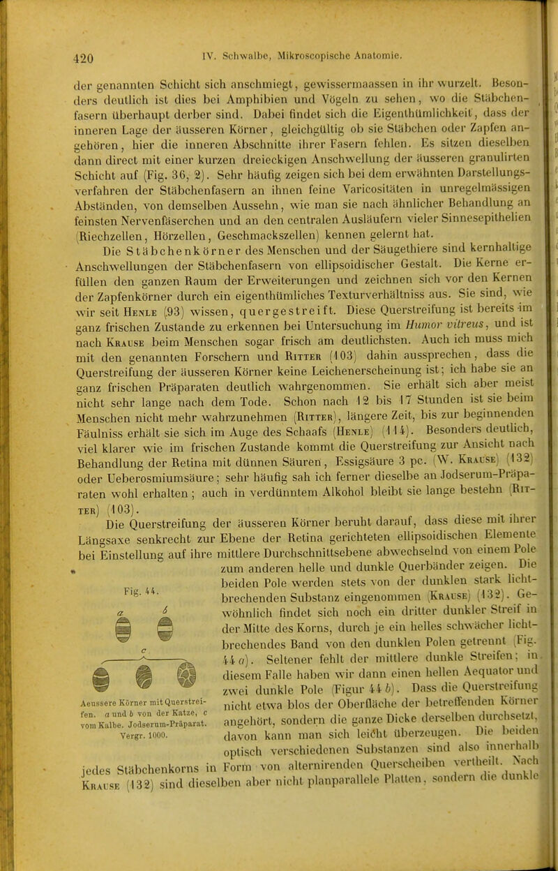 der genannten Schicht sich anschmiegt, gewissermaassen in ihr wurzelt. Beson- ders deutlich ist dies bei Amphibien und Vögeln zu sehen, wo die Stäbchen- fasern überhaupt derber sind. Dabei findet sich die Eigenthümlichkeit, dass der inneren Lage der äusseren Körner, gleichgültig ob sie Stäbchen oder Zapfen an- gehören, hier die inneren Abschnitte ihrer Fasern fehlen. Es sitzen dieselben dann direct mit einer kurzen dreieckigen Anschwellung der äusseren granulirten Schicht auf (Fig. 36, 2). Sehr häufig zeigen sich bei dem erwähnten Darstellungs- verfahren der Stabchenfasern an ihnen feine Varicositäten in unregelmässigen Abständen, von demselben Aussehn, wie man sie nach ähnlicher Behandlung an feinsten Nervenfäsercheu und an den centralen Ausläufern vieler Sinnesepithelien (Riechzellen, Hörzellen, Geschmackszellen) kennen gelernt hat. Die Stäbchenkörner des Menschen und der Säugethiere sind kernhaltige Anschwellungen der Stäbchenfasern von ellipsoidischer Gestalt. Die Kerne er- füllen den ganzen Raum der Erweiterungen und zeichnen sich vor den Kernen der Zapfenkörner durch ein eigenthUmliches Texturverhältniss aus. Sie sind, wie wir seit Henle (.93) wissen, quergestreift. Diese Querstreifung ist bereits im ganz frischen Zustande zu erkennen bei Untersuchung im Humor vüreus, und ist nach Krause beim Menschen sogar frisch am deutlichsten. Auch ich muss mich mit den genannten Forschern und Ritter (103) dahin aussprechen, dass die Querstreifung der äusseren Körner keine Leichenerscheinung ist; ich habe sie an ganz frischen Präparaten deutlich wahrgenommen. Sie erhält sich aber meist nicht sehr lange nach dem Tode. Schon nach 12 bis 17 Stunden ist sie beim Menschen nicht mehr wahrzunehmen (Ritter), längere Zeit, bis zur beginnenden Fäulniss erhält sie sich im Auge des Schaafs (Henle) (114). Besonders deutUch, viel klarer wie im frischen Zustande kommt die Querstreifung zur Ansicht nach Behandlung der Retina mit dünnen Säuren, Essigsäure 3 pc. (W. Krause) (132 oder Ueberosmiumsäure; sehr häufig sah ich ferner dieselbe an Jodserum-Präpa- raten wohl erhalten ; auch in verdünntem Alkohol bleibt sie lange bestehn (Rit- ter) (103). . Die Querstreifung der äusseren Körner beruht darauf, dass diese mit ihrer Längsaxe senkrecht zur Ebene der Retina gerichteten ellipsoidischen Elemente bei Einstellung auf ihre mittlere Durchschnittsebene abwechselnd von einem Pole , zum anderen helle und dunkle Querbänder zeigen. Die beiden Pole werden stets von der dunklen stark licht- brechenden Substanz eingenommen (Kralse) (132). Ge- a ^ wöhniich findet sich noch ein dritter dunkler Streif in fi ft der Mitte des Korns, durch je ein helles schwächer licht- ^ brechendes Band von den dunklen Polen getrennt (Fig. ^ ^ 44 f()- Seltener fehlt der mittlere dunkle Streifen; in fil @ ü diesem Falle haben wir dann einen hellen Aequatoruud ^ ^ ^ zwei dunkle Pole (Figur 44 ft). Dass die Querslreifung Aenssere Körner mit Querstrei- y(^Q\^x etwa blos der Oberfläche der betreffenden Körner angehört, sondern die ganze Dicke derselben durchsetz,, vergr.iooo. davon kann man sich leiöht überzeugen. Die Heulen optisch verschiedenen Substanzen sind also innerhalb jedes Stäbchenkorns in Form von alternirenden Querscheiben verlheilt. Nach Krause (132) sind dieselben aber nicht planparallele Platten, sondern die dunkle