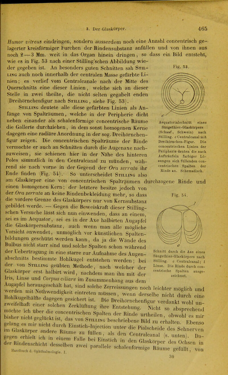 Fig. 53. Humor vitreus eindringen, sondern ausserdem noch eine Anzahl concentrisch ge- lagerter kreisförmiger Furchen der Rindensubstanz anfüllen und von ihnen aus noch 2 — 3 Mm. weit in das Organ hinein dringen, so dass ein Bild entsteht, wie es in Fig. 53 nach einer Stilling'schen Abbildung wie- der gegeben ist. An besonders guten Schnitten sah Stil- LiNG auch noch innerhalb der centralen Masse gefärbte Li- nien; es verlief vom Centralcanale nach der Mitte des Querschnitts eine dieser Linien, welche sich an dieser Stelle in zwei theilte, die nicht selten gegabelt enden Dreihörnchenfigur nach Stilling , siehe Fig. 53). Stiliing deutele alle diese gefärbten Linien als An- fänge von Spalträumen, welche in der Peripherie dicht neben einander als schalenförmige concentrische Räume die Gallerte durchziehen, in dem sonst homogenen Kerne daee gen eine radiäre Anordnung in der sog. Dreihörnchen- figur zeigen. Die concentrischen Spalträume der Rinde vermochte er auch an Schnitten durch die Augenaxe nach- zuweisen, sie schienen hier in der Nähe des hinteren Poles sämmtlich in den Gentralcanal zu münden, wäh- rend sie nach vorne in der Gegend der Ora serrata ihr Ende finden (Fig. 54). So unterscheidet Stilling also am Glaskörper eine von concentrischen Spaltr^umen durchzogene Rinde und einen homogenen Kern; der letztere besitze jedoch von der Ora serrata an keine Rindenbekleidung mehr, so dass die vordere Grenze des Glaskörpers nur von Kernsubstanz gebildet werde. — Gegen die Beweiskraft dieser Stilling- schen Versuche lässt sich nun einwenden, dass an einem, sei es im Aequator, sei es in der Axe halbirten Augapfel die Glaskörpersubstanz, auch wenn man alle mögliche Vorsicht anwendet, unmöglich vor künstlichen Spalten- bildungen geschützt werden kann, da ja die Wände des Bulbus nicht starr sind und solche Spalten schon während der Uebertragung in eine starre zur Aufnahme des Augen- abschnitts bestimmte Hohlkugel entstehen werden; bei der von Stilling geübten Methode, nach welcher der Glaskörper erst halbirt wird, nachdem man ihn mit der Ins, Lmse und Corpus ciliare im Zusammenhang aus dem Augapfel herausgeschält hat, sind solche Zerreissungen noch leichter möglich und SlklX m i'''''.^*^^^^^^' --ht durch eTne Hohlkugelhalfte dagegen gesichert ist. Die Dreihörnchenfigur verdankt wohl un zweifelhaft einer solchen Zerklüftung ihre Entstehung. Nicht so Isrechenri b^:h ^n- ttlü iird^'^^'r '^'t «^-l-rtheilen,^:Äf^^ g^an e mif ntht u5^^^ ' t'' «^Id zu erhalten. Ebenso fm C^asklZ ndc l^^R^^ E'st.ch-Injeci,on unter die Piaischeide des Sehnerven 30 Aequatorialschnitt eines Säugethier-Glaskörpers (Schaaf, Schwein) nach Stilling. c Centralcanal mit Dreihörnchen-Fignr. Die concentrischen Linien der Peripherie deuten die nach Aufträufeln farbiger Lö- sungen sich füllenden con- centrischen Spalten der Binde an. Schematisch. Fig. 54. Schnitt dnrch die Axe eines Sängethier-Glaskörpers nach stilling. c Centralcanal; l Linse. Die Binde durch con- centrische Spalten ausge- zeichnet.