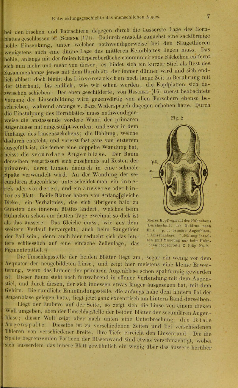 bei den Fischen und Batrachiern dagegen durch die äussersle Lage des Horn- lattes geschlossen iät (Schenk (17)}. Dadurch entsteht zunächst eine sackförmige hohle Einsenkung, unter welcher nothwendigerweise bei den Säugethieren wenigstens auch eine dünne Lage des mittleren Keimblattes liegen muss. Das hohle, anfangs mit der freien Körperoberfläche communicirende Säckchen entfernt sich nun mehr und mehr von dieser, es bildet sich ein kurzer Stiel als Rest des Zusammenhangs jenes mit dem Hornblatt, der immer dünner wird und sich end- lich ablöst; doch bleibt dasLinsensäckchen noch lange Zeit in Berührung mit der Oberhaut, bis endlich, wie wir sehen werden, die Kopfplatten sich da- zwischen schieben. Der eben geschilderte, von Huschke (16) zuerst beobachtete Vorgang der Linsenbildung wird gegenwärtig von allen Forschern ebenso be- schrieben, während anfangs v. Baer Widerspruch dagegen erhoben hatte. Durch die Einstülpung des Hornblattes muss nothwendiger- weise die anstossende vordere Wand der primären Augenblase mit eingestülpt werden, und zwar in dem Umfange des Linsensäckchens; die Höhlung, welche dadurch entsteht, und vorerst fast ganz von letzterem ausgefüllt ist, die ferner eine doppelte Wandung hat, heisst die secundäre Augen blase. Der Raum derselben vergrössert sich zusehends auf Kosten der primären , deren Lumen dadurch in eine ' schmale Spalte verwandelt wird. An der Wandung der se- cundären Augenblase unterscheidet man ein inne- res oder vorderes, und ein äusseres oder hin- teres Blatt. Beide Blätter haben von Anfangfgleiche Dicke, ein Verhältniss, das sich übrigens bald zu Gunsten des inneren Blattes ändert, welches beim Mijhnchen schon am dritten Tage zweimal so dick ist als das äussere. Das Gleiche muss, wie aus dem weitern Verlauf hervorgeht, auch beim Säugethier der Fall sein , denn auch hier reducirt sich das letz- tere schliesslich auf eine einfache Zellenlage, das Pigmentepithel, 'i Die Umschlagsstelle der beiden Blätter liegt am, sogar ein wenig vor dem Aequator der neugebildeten Linse, und zeigt hier meistens eine kleine Erwei- terung, wenn das Lumen der primären Augenblase schon spaltförmig geworden ist. Dieser Raum steht noch fortwährend in offener Verbindung mit dem Augen- stiel, und durch diesen, der sich indessen etwas länger ausgezogen hat, mit dem Gehirn. Die rundliche Einmündungssteile, die anfangs nahe dem hintern Pol der Augenblase gelegen hatte, liegt jetzt ganz excentrisch am hintern Rand derselben. Liegt der Embryo auf der Seite, so zeigt sich die Linse von einem dicken Wall umgeben, eben der Umschlagstelle der beiden Blätter der secundäreu Augen- blase ; dieser Wall zeigt aber nach unten eine Unterbrechung: die fötale Augenspalte. Dieselbe ist zu verschiedenen Zeiten und be? verschiedenen Thioren von verschiedener Breite, ihre Tiefe erreicht den Linsenrand. Die die Spalte begrenzenden Partieeu der Blasenwand sind etwas verschmächtigt, wobei sich ausserdem das innere Blatt gewöhnlich ein wenig über das äussere herüber Oberes Kopfsegment des Hühnchens (Durchschnitt .des Gehirns nach His). p.a. primäre Augenblase. l. Linsenanlage. ' Höhlung dersel- ben (mit Mündung nur beim Hühn- chen beobachtet.) Z. Präp. No. 2.