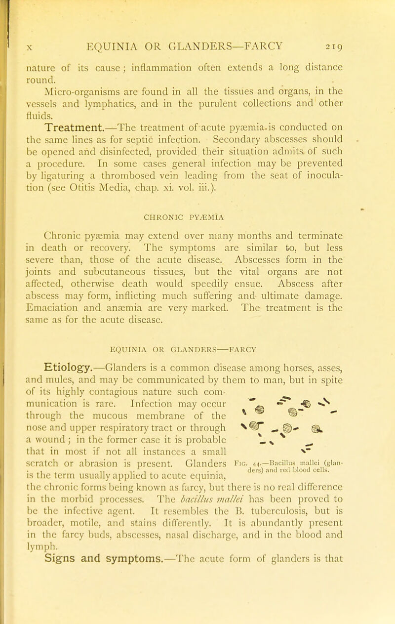 nature of its cause ; inflammation often extends a long distance round. Micro-organisms are found in all the tissues and organs, in the vessels and lymphatics, and in the purulent collections and other fluids. Treatment.—The treatment of acute pyaemia, is conducted on the same lines as for septic infection. Secondary abscesses should be opened and disinfected, provided their situation admits, of such a procedure. In some cases general infection may be prevented by ligaturing a thrombosed vein leading from the seat of inocula- tion (see Otitis Media, chap. xi. vol. iii.). CHRONIC PYEMIA Chronic pyaemia may extend over many months and terminate in death or recovery. The symptoms are similar to, but less severe than, those of the acute disease. Abscesses form in the joints and subcutaneous tissues, but the vital organs are not affected, otherwise death would speedily ensue. Abscess after abscess may form, inflicting much suffering and ultimate damage. Emaciation and antemia are very marked. The treatment is the same as for the acute disease. EQUINIA OR GLANDERS FARCY Etiology.—Glanders is a common disease among horses, asses, and mules, and may be communicated by them to man, but in spite of its highly contagious nature such com- munication is rare. Infection may occur ^ through the mucous membrane of the ^ ® — nose and upper respiratory tract or through ^ ^ a wound ; in the former case it is probable - s ^ ^ that in most if not all instances a small scratch or abrasion is ])resent. (ilanders 4't-—bacillus m.iiiei (gian- , ,, !• T • • tiers) and leil blood cells. IS the term usually applied to acute c(|umia, the chronic forms being known as farcy, but there is no real difference in the morbid processes. The bacillus mallei has been proved to be the infective agent. It resembles the B. tuberculosis, but is broader, motile, and stains differently. It is alnmdantly present in the farcy l)uds, abscesses, nasal discliargc, and in the blood and lymph. Signs and symptoms.—Tiie acute form of glanders is that