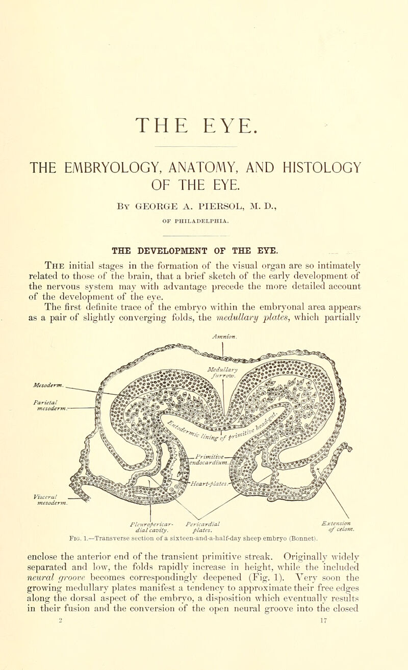 THE EMBRYOLOGY, ANATOMY, AND HISTOLOGY OF THE EYE. By GEORGE A. PIERSOL, M. D., OF PHILADELPHIA. THE DEVELOPMENT OF THE EYE. The initial stages in the formation of the visual organ are so intimately related to those of the brain, that a brief sketch of the early development of the nervous system may with advantage precede the more detailed account of the development of the eye. The first definite trace of the embryo within the embryonal area appears as a pair of slightly converging folds, the medullary plates, which partially Fig. 1.—Transverse section of a sixteen-and-a-half-day sheep embryo (Bonnet). enclose the anterior end of the transient primitive streak. Originally widelv separated and low, the folds rapidly increase in height, while the included neural groove becomes correspondingly deepened (Fig. 1). Very soon the growing medullary plates manifest a tendency to approximate their free edges along the dorsal aspect of the embryo, a disposition which eventually results in their fusion and the conversion of the open neural groove into the closed