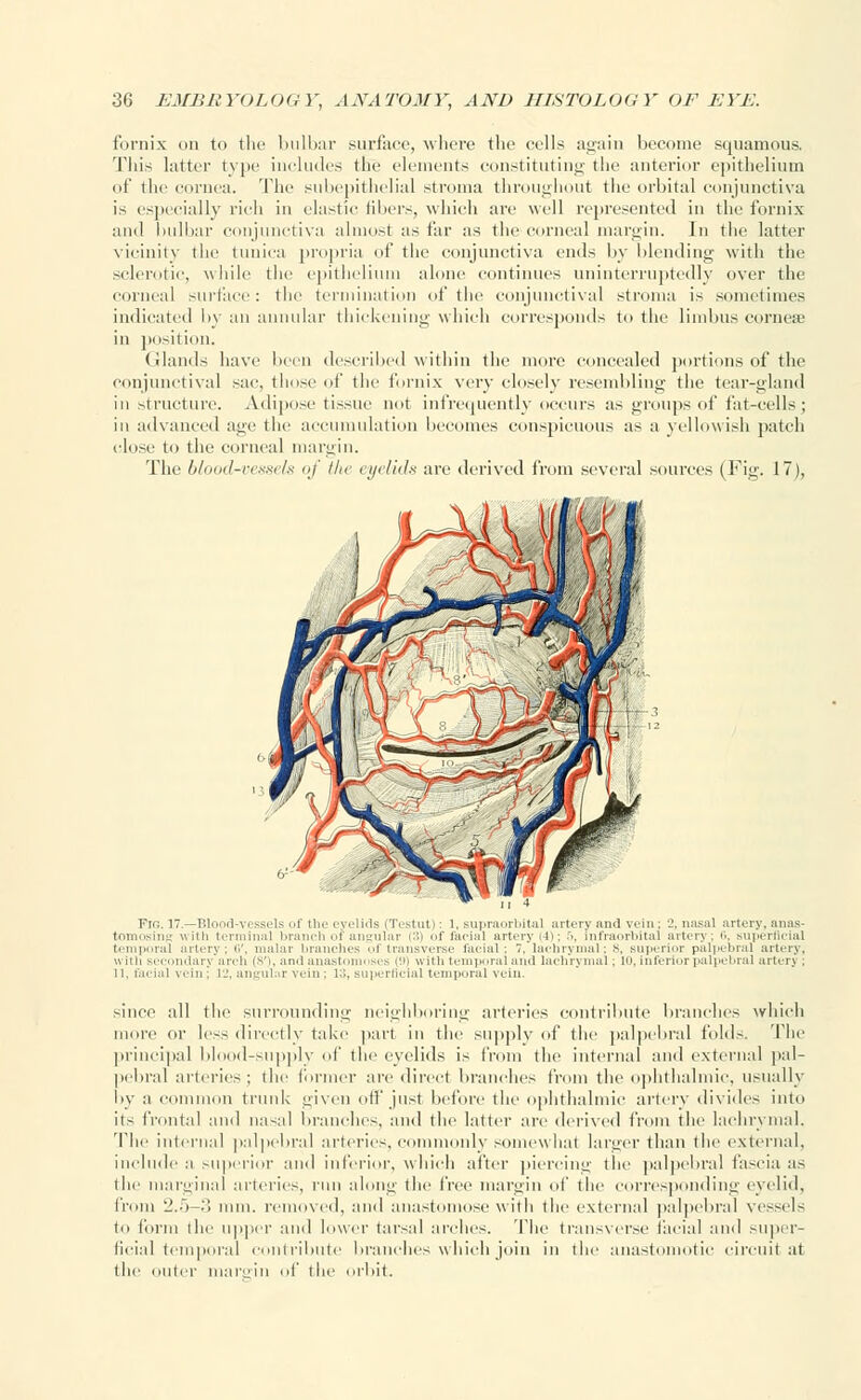 fornix on to the bulbar surface, where the cells again become squamous. This latter type includes the elements constituting the anterior epithelium of the cornen. The subepithelial stroma throughout the orbital conjunctiva is especially rich in elastic libers, which are well represented in the fornix and bulbar conjunctiva almost as far as the corneal margin. In the latter vicinity the tunica propria of the conjunctiva ends by blending with the sclerotic, while the epithelium alone continues uninterruptedly over the corneal surface: the termination of the conjunctival stroma is sometimes indicated by an annular thickening which corresponds to the limbus cornese in position. Glands have been described within the more concealed portions of the conjunctival sac, those of the fornix very closely resembling the tear-gland in structure. Adipose tissue not infrequently occurs as groups of fat-cells; in advanced age the accumulation becomes conspicuous as a yellowish patch close to the corneal margin. The blood-vessels <>/' Ihf eyelids are derived from several sources (Fig. 17), Fib. 17.—Blood-vessels of the eyelids (Testutl: 1, supraorbital artery and vein ; 'J, nasal artery, anas- tomosing with terminal ln-arieh oi an-nlai :: of facial artery i4t; .'<, int'raorl'ital artery; 6, superficial temporal artery; 6', malar branches of transverse facial : 7,laehrynial: .s, superior palpebral artery. uitli seecmdary'areh (s'i, ami a nasi ses c.i) with temporal ami lachrymal ; in, inferior palpebral artery ; 11. facial vein ; 12, angular vein ; 18, superficial temporal vein. since all the surrounding neighboring arteries contribute branches which more or less directly take part in the supply of the palpebral folds. The principal blood-supply of the eyelids is from the internal and external pal- pebral arteries; the former are direct branches from the ophthalmic, usually by a common trunk given oil' just before the ophthalmic artery divides into its frontal anil nasal branches, and the latter are derived from the lachrymal. 'Phi' interna] palpebral arteries, commonly somewhat larger than the external, include a superior and inferior, which after piercing the palpebral fascia as the marginal arteries, run along the free margin of the corresponding eyelid, from 2.5-3 nun. removed, and anastomose with the external palpebral vessels to form the upper and lower tarsal arches. The transverse facial and super- ficial temporal contribute branches which join in the anastomotic circuit at the outer margin of the orbit.