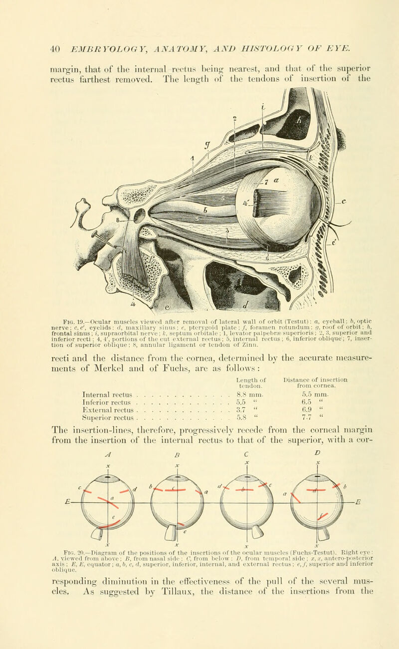 margin, that of the internal rectus being nearest, and that of the superior rectus farthest removed. The length of the tendons of insertion of the Fig. 19.—Ocular muscles viewed after removal oflateral wall of orbit (Testut): a, eyeball; b, optic nerve: c,c', eyelids: ./, maxillary sinus; r, pterygoid plate;/, foramen rotundum; g, roof of orbit; ft, frontal sinus ; i, supraorbital nen e ; k, Beptum orbitale , 1, levator palpcbra- superioris ; J.:-'.. superior and inferior recti ; 4, Y, portions of the cut external rectus; 5, internal rectus; i>, inferior oblique; 7, inser- tion of superior oblique; s, annular ligament or tendon of Zinn. recti and the distance from the cornea, determined by the accurate measure- ments of Merkel and of Fuchs, are as follows : Length f Distance of insertion tendon. from cornea. Internal rectus 8.8 mm. 5.5 mm. Inferior rectus 5.5  6.5  External rectus 3.7  <>.9  Superior rectus 5.8  7.7  The insertion-lines, therefore, progressively recede from the corneal margin from the insertion of the internal rectus to that of the superior, with a cor- 4 b c o Fio. 'JO -Diagram of the positions of the insertions of the ocular muscles (Fuchs-Tostut). RiL'lit eye .1. Yiewed from above ; 11, (mm nasal siile ; i ', from below ; />. from temporal si<le ; x, s. antero-pi istei joi axis ; E. K, equator, a,''. c, ''. superior, inferior, internal, and external rectus ; e,f, superior and interior oblique. responding diminution in the effectiveness of the pull of the several mus- cles. As suggested by Tillaux, the distance of the insertions from the