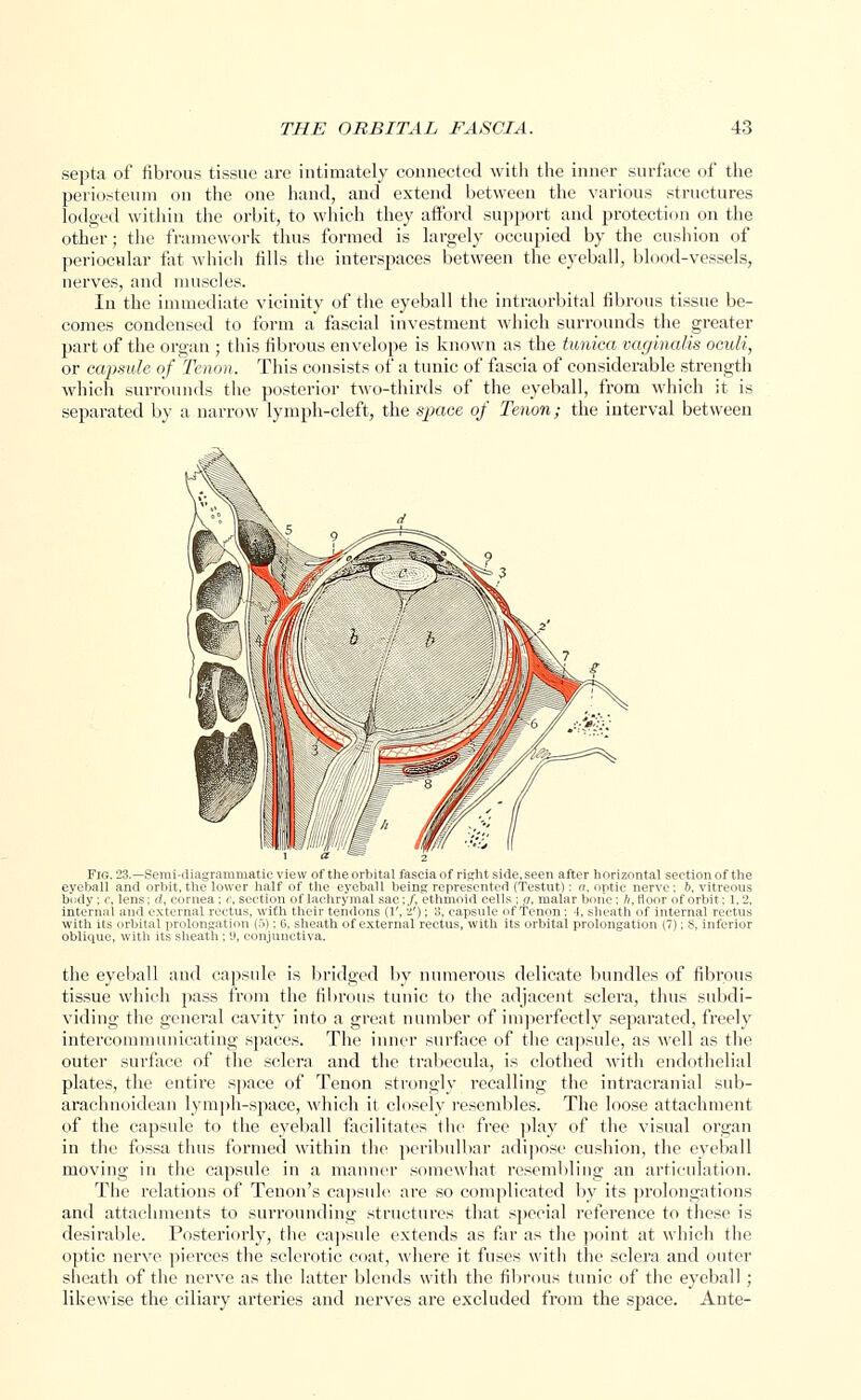 septa of fibrous tissue are intimately connected with the inner surface of the periosteum on the one hand, and extend between the various structures lodged within the orbit, to which they afford support and protection on the other; the framework thus formed is largely occupied by the cushion of periocular fat which fills the interspaces between the eyeball, blood-vessels, nerves, and muscles. In the immediate vicinity of the eyeball the intraorbital fibrous tissue be- comes condensed to form a fascial investment which surrounds the greater part of the organ ; this fibrous envelope is known as the tunica vaginalis oculi, or capsule of Tenon. This consists of a tunic of fascia of considerable strength which surrounds the posterior two-thirds of the eyeball, from which it is separated by a narrow lymph-cleft, the space of Tenon; the interval between Fig. 23.—Semi-diagrammatic view of the orbital fascia of right side, seen after horizontal section of the eyeball and orbit, the lower half of the eyeball being represented (Testut): a, optic nerve; 6, vitreous body; c, lens; d, cornea ; c, section of lachrymal sac;/, ethmoid cells ; </, malar bone; //, floor of orbit; 1,2, internal and external rectus, with their tendons (V, 2'); 8, capsule of Tenon ; I, sheath of internal rectus with its orbital prolongation (0 ; 6, sheath of external rectus, with its orbital prolongation (7); 8, inferior oblique, with its sheath ; 9, conjunctiva. the eyeball and capsule is bridged by numerous delicate bundles of fibrous tissue which pass from the fibrous tunic to the adjacent sclera, thus subdi- viding the general cavity into a great number of imperfectly separated, freely intercommunicating spaces. The inner surface of the capsule, as well as the outer surface of the solera and the trabecula, is clothed with endothelial plates, the entire space of Tenon strongly recalling the intracranial sub- arachnoidean lymph-space, which it closely resembles. The loose attachment of the capsule to the eyeball facilitates the free play of the visual organ in the fossa thus formed within the peribulbar adipose cushion, the eyeball moving in the capsule in a manner somewhat resembling an articulation. The relations of Tenon's capsule are so complicated by its prolongations and attachments to surrounding structures that special reference to these is desirable. Posteriorly, the capsule extends as far as the point at which the optic nerve pierces the sclerotic coat, where it fuses with the sclera and outer sheath of the nerve as the latter blends with the fibrous tunic of the eyeball; likewise the ciliary arteries and nerves are excluded from the space. Ante-