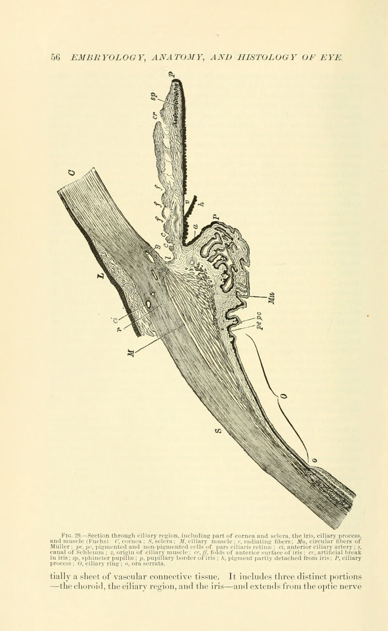 Fig. 29.—section through ciliary regioi and muscle (Fuchs) C, cornea; S.selera; Miiller; pe,pc, pigmented and non-pigmei caniil of Schleimu ; ;. origin of ciliary muscle w,j in iris; sp. sphincter pupil he: ;/, pupillary border of process ; 0, ciliary ring ; o, ora serrata. tially a sheet of vascular connective tissue. It includes three distinct portions —the choroid, the ciliary region, and the iris—and extends from the optic nerve