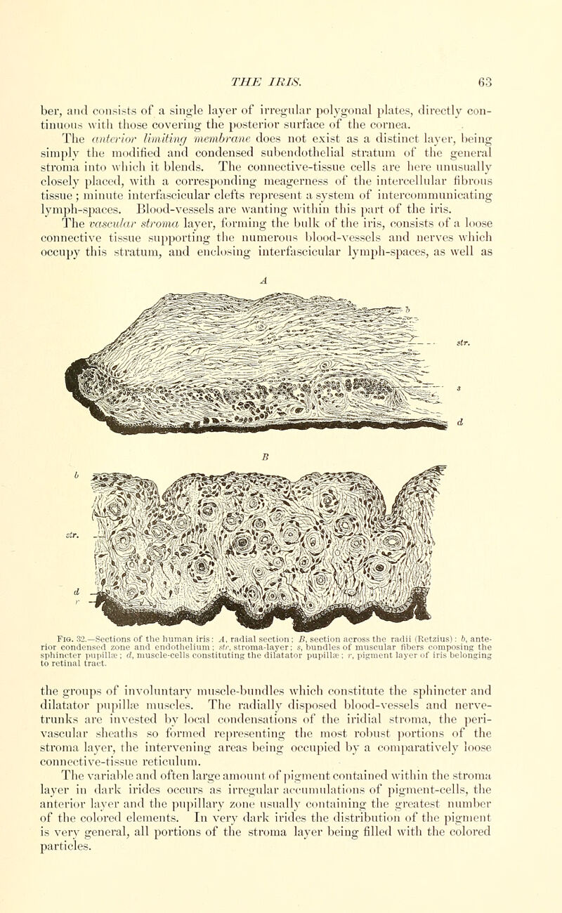 ber, and consists of a single layer of irregular polygonal plates, directly con- tinuous with those covering the posterior surface of the cornea. The (Ulterior limiting membrane does not exist as a distinct layer, being simplv the modified and condensed subcndothelial stratum of the general stroma into which it blends. The connective-tissue cells are here unusually closely placed, with a corresponding meagerness of the intercellular fibrous tissue ; minute interfascicular clefts represent a system of intercommunicating lymph-spaces. Blood-vessels are wanting within this part of the iris. The vascular stroma layer, forming the bulk of the iris, consists of a loose connective tissue supporting the numerous blood-vessels and nerves which occupy this stratum, and enclosing interfascicular lymph-spaces, as well as Fig. 32.—Sections of the human iris: .-1, radial section : B, section across the radii (Retzius): ft, ante- rior condensed zone and endothelium; .s/r, stroma-layer; s, bundles of muscular fibers composing the sphincter pupillre : rf, muscle-cells constituting the dilatator pupilla?; r, pigment layer of iris belonging to retinal tract. the groups of involuntary muscle-bundles which constitute the sphincter and dilatator pupilla? muscles. The radially disposed blood-vessels and nerve- trunks are invested by local condensations of the iridial stroma, the peri- vascular sheaths so formed representing the most robust portions of the stroma layer, the intervening areas being occupied by a comparatively loose connective-tissue reticulum. The variable and often large amount of pigment contained within the stroma layer in dark irides occurs as irregular accumulations of pigment-cells, the anterior layer and the pupillary zone usually containing the greatest number of the colored elements. In very dark irides the distribution of the pigment is very general, all portions of the stroma layer being filled with the colored particles.