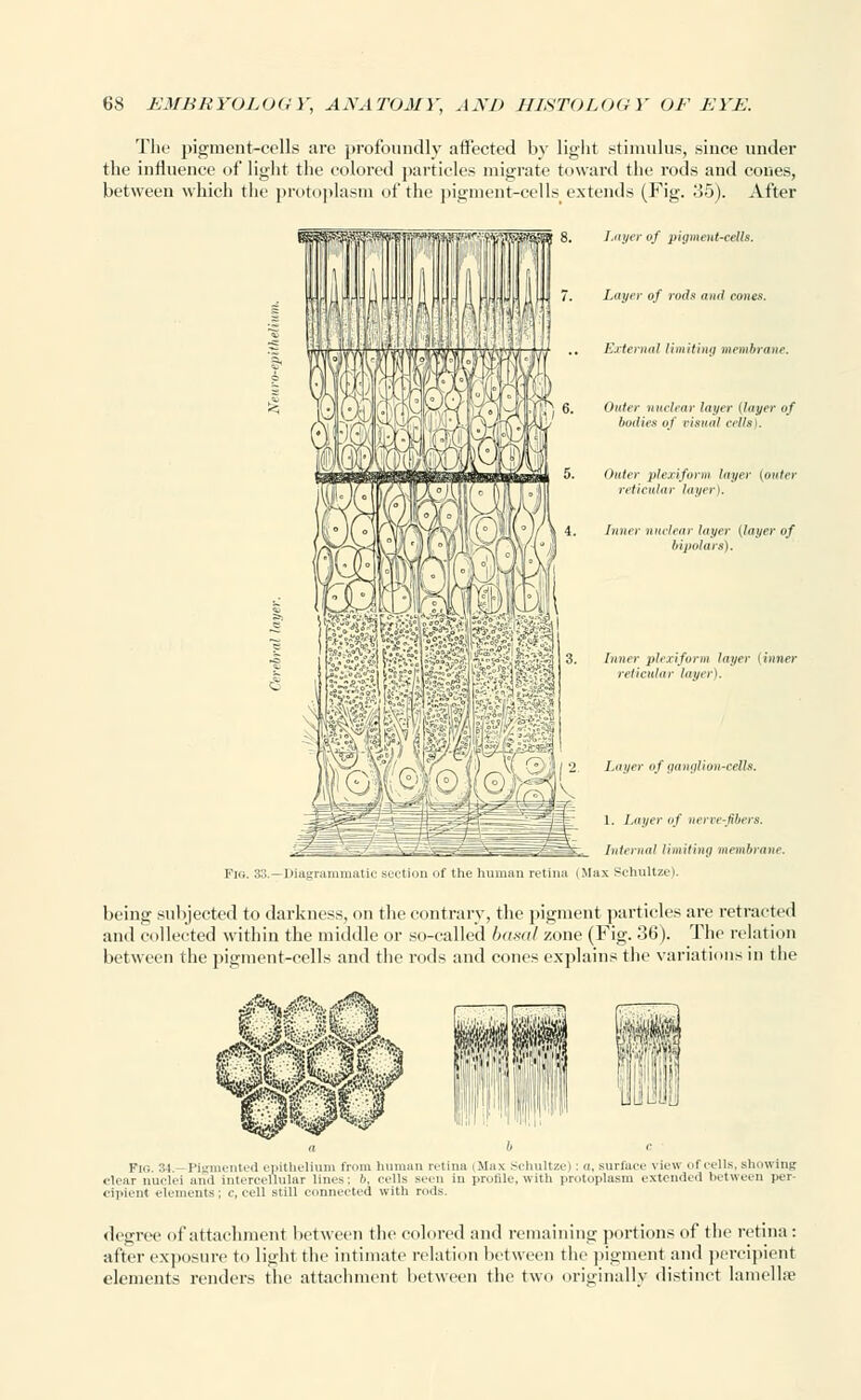 The pigment-cells are profoundly affected by light stimulus, since under the influence of light the colored particles migrate toward the rods and cones, between which the protoplasm of the pigment-cells extends (Fig. 35). After Layer of pigment-cells. Layer of roth anil eones. External limiting membrane. Outer nuclear layer (layer of /unites of visual cells). Outer plexiform layer (outer reticular layer). Inner nuclear layer (layer of bipolar s). Inner plexiform layer (inner reticular layer). W fr ' ' ■ iatic section of the human retii 1. Layer of nerve-fibers. Internal limiting membrane. (Max Schultze). being subjected to darkness, on the contrary, the pigment particles are retracted and collected within the middle or so-called basal zone (Fig. 36). The relation between the pigment-cells and the rods and cones explains the variations in the Fig. 34.—Pigmented epithelium from human retina (Max Schultze): a. surface view of cells, showing clear nuclei and intercellular lines: 0. cells seen in profile, with protoplasm extended hetween per- cipient elements', c, cell still connected with rods. degree of attachment between the colored and remaining portions of the retina : after exposure to light the intimate relation between the pigment and percipient elements renders the attachment hetween the two originally distinct lamella?