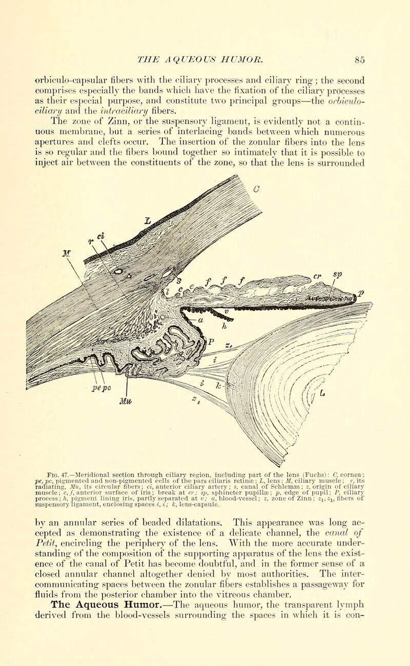 orbiculo-capsular fibers with the ciliary processes and ciliary ring; the second comprises especially the bands which have the fixation of the ciliary processes as their especial purpose, and constitute two principal groups—the orbiculo- ciliary and the intraciliary fibers. The zone of Zinn, or the suspensory ligament, is evidently not a contin- uous membrane, but a series of interlacing bands between which numerous apertures and clefts occur. The insertion of the zonular fibers into the lens is so regular and the fibers bound together so intimately that it is possible to inject air between the constituents of the zone, so that the lens is surrounded Fig. 47.—Meridional section through ciliary region, including part of the lens (Fuchs): C, cornea; pe,pe, pigmented and non-pigmented cells of the pars ciliaris retinas; L, lens: M, ciliary muscle; r, its radiating, Mu, its circular fibers; ci, anterior ciliary artery; .?, canal of Schlemm; ?, origin of ciliary muscle; c,/, anterior surface of iris; break at cr; sp, sphincter pupillas; p, ed^e of pupil; P, ciliary process; ft, pigment lining iris, partly separated at v; a, blood-vessel; s, zone of Zinn; zlt zlt fibers of suspensory ligament, enclosing spaces /, /; /.-, lens-capsule. by an annular series of beaded dilatations. This appearance was long ac- cepted as demonstrating the existence of a delicate channel, the canal of Petit, encircling the periphery of the lens. With the more accurate under- standing of the composition of the supporting apparatus of the lens the exist- ence of the canal of Petit has become doubtful, and in the former sense of a closed annular channel altogether denied by most authorities. The inter- communicating spaces between the zonular fibers establishes a passageway for fluids from the posterior chamber into the vitreous chamber. The Aqueous Humor.—The aqueous humor, the transparent lymph derived from the blood-vessels surrounding the spaces in which it is con-