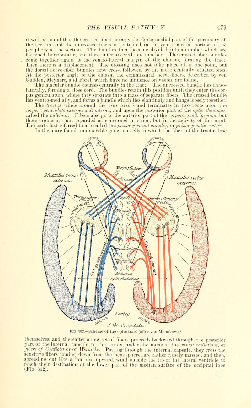 it will be found that the crossed fibers occupy the dorso-medial part of the periphery of the sectiou, and the uncrossed fibers are situated in the ventro-medial portion of the periphery of the section. The bundles then become divided into a number which are flattened horizontally, and these intermix with one another. The crossed fiber-bundles come together again at the ventrolateral margin of the chiasm, forming the tract. Then there is a displacement. The crossing does not take place all at one point, but the dorsal nerve-fiber bundles first cross, followed by the more centrally-situated ones. At the posterior angle of the chiasm the commissural nerve-fibers, described by von Gudden, Meynert, and Forel, which have no influence on vision, are found. The macular bundle courses centrally in the tract. The uncrossed bundle lies dorso- lateral^, forming a close cord. The bundles retain this position until they enter the cor- pus geniculatum, where they separate into a mass of separate fibers. The crossed bundle lies ventro-medially, and forms a bundle which lies slantingly and hangs loosely together. The tractus winds around the cms cerebri-, and terminates in two roots upon the corpora geniculaia externa and interna, and upon the posterior part of the optic thalamus, called the puhinar. Fibers also go to the anterior part of the corpora quadrigemina, but these organs are not regarded as concerned in vision, but in the activity of the pupil. The parts just referred to are called the primary visual ganglia, or primary optic centers. In them are found innumerable ganglion-cells in which the fibers of the tractus lose Corlep si? t , ^^ .Lorn OccipUalu Fig. 302.—Scheme of the optic tract (after von Monakow).* themselves, and thereafter a new set of fibers proceeds backward through the posterior part of the internal capsule to the cortex, under the name of the visual radiations, or fibers of Gratiolet or of Wernicke. Passing through the internal capsule, they cross the sensitive fibers coming down from the hemisphere, are rather closely massed, and then, spreading out like a fan, rise upward, wind outside the tip of the lateral ventricle to reach their destination at the lower part of the median surface of the occipital lobe (Fig. 302).