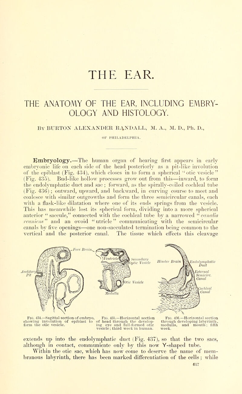 THE ANATOMY OF THE EAR, INCLUDING EMBRY- OLOGY AND HISTOLOGY. By BURTON ALEXANDER RANDALL, M. A., M. D., Ph. D., OF PHILADELPHIA.. IJmbryology.—The human organ of hearing first appears in early embryonic life on each side of the head posteriorly as a pit-like involution of the epiblast (Fig. 434), which closes in to form a spherical otic vesicle (Fig. 435). Bud-like hollow processes grow out from this—inward, to form the endolymphatic duct and sac ; forward, as the spirally-coiled cochleal tube (Fig. 436); outward, upward, and backward, in curving course to meet and coalesce with similar outgrowths and form the three semicircular canals, each with a flask-like dilatation where one of its ends springs from the vesicle. This has meanwhile lost its spherical form, dividing into a more spherical anterior  saccule, connected with the cochleal tube by a narrowed  canalis reuniens and an ovoid utricle communicating with the semicircular canals by five openings—one non-sacculated termination being common to the vertical and the posterior canal. The tissue which effects this cleavage Fig. -134.—Sagittal section of embryo. Fig. 435.—Horizontal section showing involution of epiblast to of head through the develop- form the otic vesicle. ing eye and full-formed otic vesicle ; third week in human. Fig. 436—Horizontal section through developing labyrinth, medulla, and mouth; fifth week. extends up into the endolymphatic duct (Fig. 437), so that the two sacs, although in contact, communicate only by this now Y-shaped tube. Within the otic sac, which has now come to deserve the name of mem- branous labyrinth, there has been marked differentiation of the cells; while