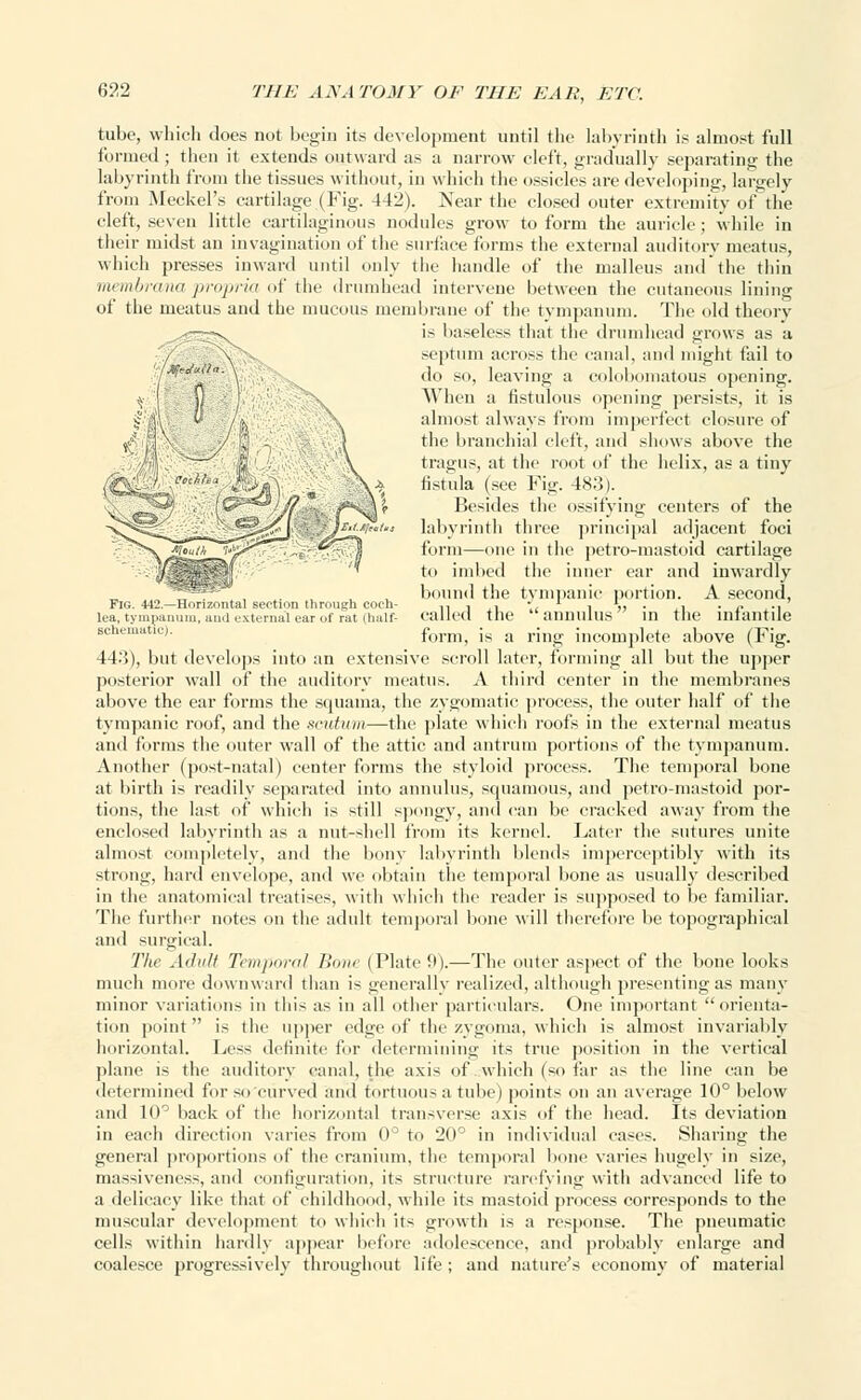 tube, which does not begin its development until the labyrinth is almost full funned ; then it extends outward as a narrow cleft, gradually separating the labyrinth from the tissues without, in which the ossicles are developing, largely from Meckel's cartilage (Fig. 442). Near the closed outer extremity of the cleft, seven little cartilaginous nodules grow to form the auricle; while in their midst an invagination of the sin fare forms the external auditory meatus, which presses inward until only the handle of the malleus and the thin membrana propria of the drumhead intervene between the cutaneous lining of the meatus and the mucous membrane of the tympanum. The old theory .-—^x is baseless that the drumhead grows as a i \ septum across the canal, and might fail to do so, leaving a colobomatous opening. When a fistulous opening persists, it is almost always from imperfect closure of the branchial cleft, and shows above the tragus, at the root of the helix, as a tiny V>> fistula (see Fig. 483). JM . {(^^iff,,-;v. /N3i% Besides the ossifying centers of the labyrinth three principal adjacent foci form—one in the petro-mastoid cartilage to imbed the inner ear and inwardly bound the tympanic portion. A second, Flo. 442.—Horizontal section through coch- 11 j .1 .. i ,, ■ ,1 • <• ,-i lea, tympanum, and external ear of rat (half- Called the  annulllS 111 the infantile form, is a ring incomplete above (Fig. 44.'!), but develops into an extensive scroll later, forming all but the upper posterior wall of the auditory meatus. A third center in the membranes above the ear forms the squama, the zygomatic process, the outer half of the tympanic roof, and the scutum—the plate which roofs in the external meatus ami forms the outer wall of the attic and antrum portions of the tympanum. Another (post-natal) center forms the styloid process. The temporal bone at birth is readily separated into annulus, squamous, and petro-mastoid por- tions, the last of which is still spongy, and can be cracked away from the enclosed labyrinth as a nut-shell from its kernel. Later the sutures unite almost completely, and the bony labyrinth blends imperceptibly with its strong, hard envelope, and we obtain the temporal bone as usually described in the anatomical treatises, with which the reader is supposed to be familiar. The further notes on the adult temporal bone will therefore be topographical and surgical. The Adult Temporal Horn (Plate !>)•—The outer aspect of the bone looks much more downward than is generally realized, although presenting as many minor variations in this as in all other particulars. One important orienta- tion point is the upper edge of the zygoma, which is almost invariably horizontal. Less definite for determining its true position in the vertical plane is the auditory canal, the axis of which (so far as the line can be determined for so curved and tortuous a tube) points on an average 10° below and 10° back of the horizontal transverse axis of the head. Its deviation in each direction varies from 0° to 20° in individual cases. Sharing the general proportions of the cranium, the temporal bone varies hugely in size, massiveness, and configuration, its structure rarefying with advanced life to a delicacy like that of childhood, while its mastoid process corresponds to the muscular development to which its growth is a response. The pneumatic cells within hardly appear before adolescence, and probably enlarge and coalesce progressively throughout life ; and nature's economy of material