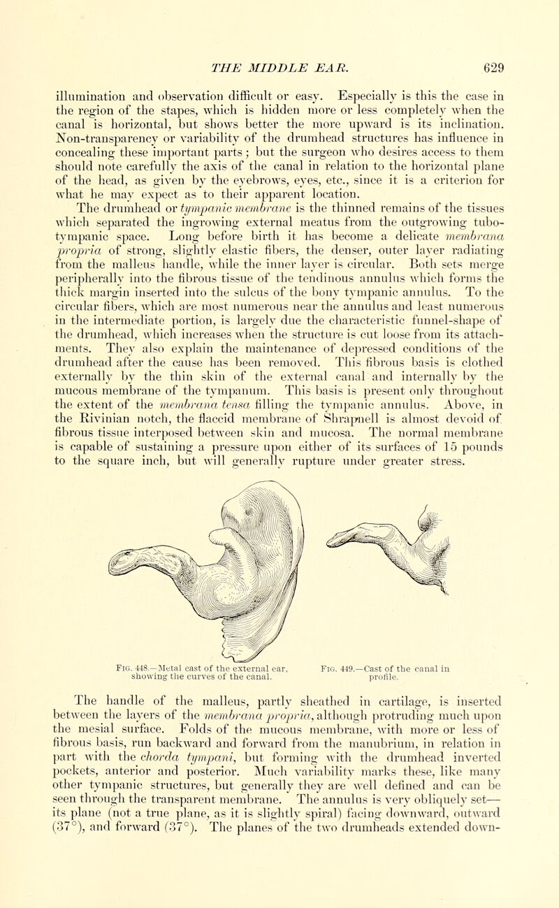 illumination and observation difficult or easy. Especially is this the case in the region of the stapes, which is hidden more or less completely when the canal is horizontal, but shows better the more upward is its inclination. Non-transfiarency or variability of the drumhead structures has influence in concealing these important parts; but the surgeon who desires access to them should note carefully the axis of the canal in relation to the horizontal plane of the head, as given by the eyebrows, eyes, etc., since it is a criterion for what he may expect as to their apparent location. The drumhead or tympanic membrane is the thinned remains of the tissues which separated the ingrowing external meatus from the outgrowing tubo- tympanic space. Long before birth it has become a delicate membrana propria of strong, slightly elastic fibers, the denser, outer layer radiating from the malleus handle, while the inner layer is circular. Both sets merge peripherally into the fibrous tissue of the tendinous annulus which forms the thick margin inserted into the sulcus of the bony tympanic annulus. To the circular fibers, which are most numerous near the annulus and least numerous in the intermediate portion, is largely due the characteristic funnel-shape of the drumhead, which increases when the structure is cut loose from its attach- ments. They also explain the maintenance of depressed conditions of the drumhead after the cause has been removed. This fibrous basis is clothed externally by the thin skin of the external canal and internally by the mucous membrane of the tympanum. This basis is present only throughout the extent of the membrana, tensa filling the tympanic annulus. Above, in the Bivinian notch, the flaccid membrane of Shrapnell is almost devoid of fibrous tissue interposed between skin and mucosa. The normal membrane is capable of sustaining a pressure upon either of its surfaces of 15 pounds to the square inch, but will generally rupture under greater stress. Fig. 449.—Cast of the canal in profile. The handle of the malleus, partly sheathed in cartilage, is inserted between the layers of the membrana propria, although protruding much upon the mesial surface. Folds of the mucous membrane, with more or less of fibrous basis, run backward and forward from the manubrium, in relation in part with the chorda tympani, but forming with the drumhead inverted pockets, anterior and posterior. Much variability marks these, like many other tympanic structures, but generally they are well defined and can be seen through the transparent membrane. The annulus is very obliquely set— its plane (not a true plane, as it is slightly spiral) facing downward, outward (37°), and forward (37°). The planes of the two drumheads extended down-