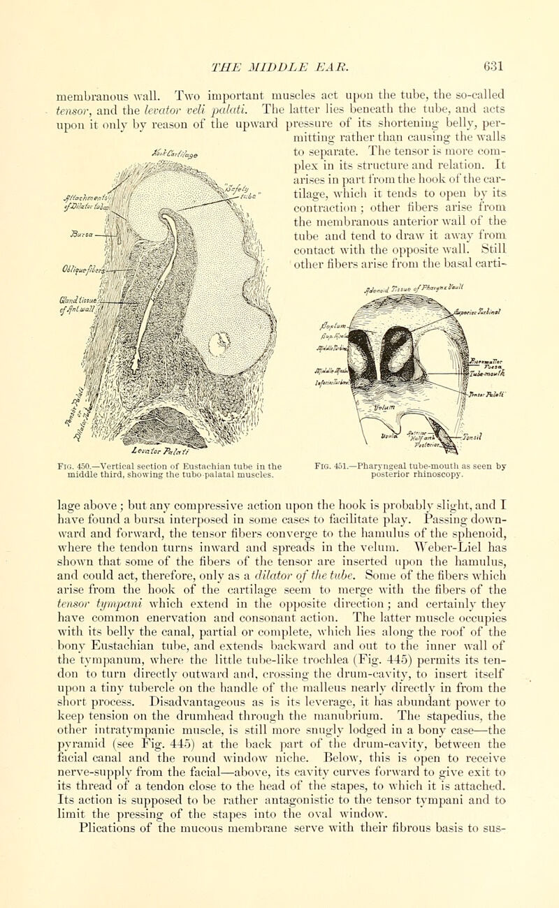 HUdr/d membranous wall. Two important muscles act upon the tube, the so-called tensor, and the levator veli palati. The latter lies beneath the tube, and acts upon it only by reason of the upward pressure of its shortening belly, per- mitting rather than causing the walls to separate. The tensor is more com- plex in its structure and relation. It a rises in part from the hook of the car- E-fc/ie tilage, which it tends to open by its \5>a contraction ; other fibers arise from ^'■:. 'V, the membranous anterior wall of the sa—*p&'- ':■-.. ;; i tube and tend to draw it away from .'. -. || ' contact with the opposite wall. Still Ottuefiu/* -^IwJpl W/.r other fibers arise from the basal carti- BhnHaaa't IfJXh/orblt Fig. 450.—Vertical section of Eustachian tube in the middle third, showing the tubo palatal muscles. -Pharyngeal tube-mouth as seen by- posterior rhinoscopy. lage above ; but any compressive action upon the hook is probably slight, and I have found a bursa interposed in some cases to facilitate phi}-. Passing down- ward and forward, the tensor fibers converge to the hamulus of the sphenoid, where the tendon turns inward and spreads in the velum. Weber-Liel has shown that some of the fibers of the tensor are inserted upon the hamulus, and could act, therefore, only as a dilator of the tube. Some of the fibers which arise from the hook of the cartilage seem to merge with the fibers of the tensor tympani which extend in the opposite direction; and certainly they have common enervation and consonant action. The latter muscle occupies with its belly the canal, partial or complete, which lies along the roof of the bony Eustachian tube, and extends backward and out to the inner wall of the tympanum, where the little tube-like trochlea (Fig. 445) permits its ten- don to turn directly outward and, crossing the drum-cavity, to insert itself upon a tiny tubercle on the handle of the malleus nearly directly in from the short process. Disadvantageous as is its leverage, it has abundant power to keep tension on the drumhead through the manubrium. The stapedius, the other intratympanic muscle, is still more snugly lodged in a bony case—the pyramid (see Fig. 445) at the back part of the drum-cavity, between the facial canal and the round window niche. Below, this is open to receive nerve-supply from the facial—above, its cavity curves forward to give exit to its thread of a tendon close to the head of the stapes, to which it is attached. Its action is supposed to be rather antagonistic to the tensor tympani and to limit the pressing of the stapes into the oval window. Plications of the mucous membrane serve with their fibrous basis to sus-