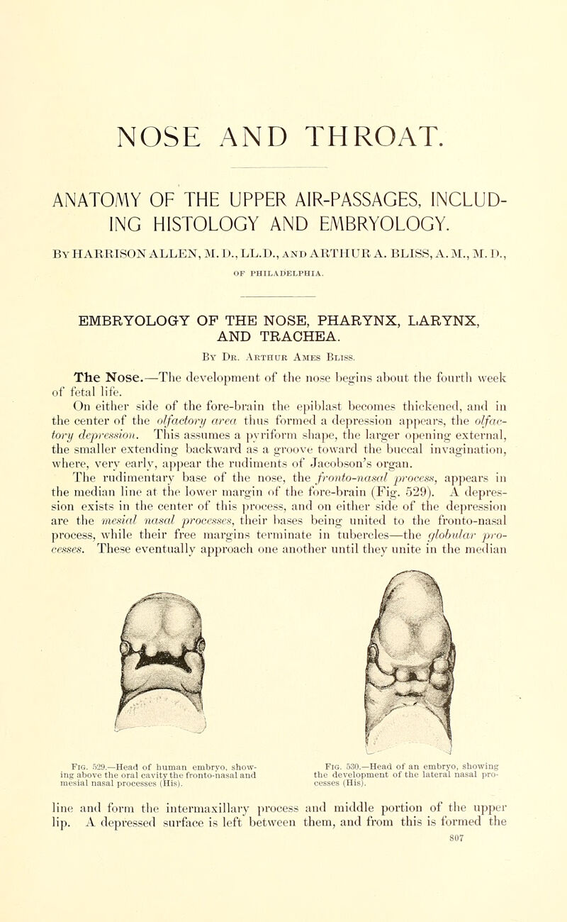 ANATOMY OF THE UPPER AIR-PASSAGES, INCLUD- ING HISTOLOGY AND EMBRYOLOGY. By HARRISON ALLEN, M. D., LL.D., and ARTHUR A. BLISS, A. M., M. D.. OF PHILADELPHIA. EMBRYOLOGY OF THE NOSE, PHARYNX, LARYNX, AND TRACHEA. By Dk. Arthur Ames Bliss. The Nose.—The development of the nose begins about the fourth week of fetal life. On either side of the fore-brain the epiblast becomes thickened, and in the center of the olfactory area thus formed a depression appears, the olfac- tory depression. This assumes a pyriform shape, the larger opening external, the smaller extending backward as a groove toward the buccal invagination, where, very early, appear the rudiments of Jacobson's organ. The rudimentary base of the nose, the fronto-nasal process, appears in the median line at the lower margin of the fore-brain (Fig. 529). A depres- sion exists in the center of this process, and on either side of the depression are the mesial nasal processes, their bases being united to the fronto-nasal process, while their free margins terminate in tubercles—the globular pro- cesses. These eventually approach one another until they unite in the median Fig. 529.—Head of human embryo, show- ing above the oral cavity the fronto-nasal and mesial nasal processes (His). Fig. 530.—Head of an embryo, showing the development of the lateral nasal pro- cesses (His). line and form the intermaxillary process and middle portion of the upper lip. A depressed surface is left between them, and from this is formed the SU7