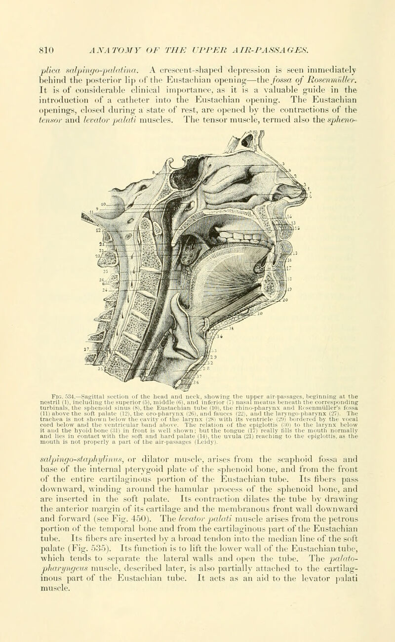 plica salpingo-palatina. A crescent-shaped depression is seen immediately behind the posterior lip of the Eustachian opening—the fossa of RosenmuUer. It is of considerable clinical importance, as it is a valuable guide in the introduction of a catheter into the Eustachian opening. The Eustachian openings, closed during a state of rest, are opened by the contractions of the tensor and levator palati muscles. The tensor muscle, termed also the spheno- Fig. 534.—Sagittal section of the head and neck, showing the upper air-passages, beginning at the nostril (1). including the superior (5), middle (6), and inferior (7) nasal meatus beneath the eorres] ling turbinals, the sphenoid sinus (8). the Eustachian tube (Kb, the rbino-pharvnx and Rosenmuller's fossa (11) above the soft palate (12), the oro-pharj in (26), and fauces (22 . and the laryngo pharynx (27). The trachea is not shown below the cavity of the larynx (281 with its ventricle (29 bordered by the vocal cord below and the ventricular hand above. The relation of the epiglottis 0 to the larvnx below it and the hyoid bone (31) in front is well shown; but the tongue (17) really h and lies in contact with the soft and hard palate ill), the uvula (21) reaching mouth is not properly a part of the air-passages (I.eidyi. mouth normally epiglottis, as the salpingo-staphylinus, or dilator muscle, arises from the scaphoid fossa and base, of the internal pterygoid plate of the sphenoid bone, and from the front of the entire cartilaginous portion of the Eustachian tube. Its fibers pass downward, winding around the hamular process of the sphenoid bone, and are inserted in the soft palate. Its contraction dilates the tube by drawing the anterior margin of its cartilage and the membranous front wall downward and forward (see Fig. 450). The levator palati muscle arises from the petrous portion of the temporal bone and from the cartilaginous part of the Eustachian tube. Its fibers are inserted by a broad tendon into the median line of the soft palate (Fig. 535). Its function is to lift the lower wall of the Eustachian tube, which tends to separate the lateral walls and open the tube. The palato- pharyngeus muscle, described later, is also partially attached to the cartilag- inous part of the Eustachian tube. It acts as an aid to the levator palati muscle.