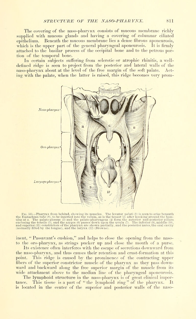 The covering of the naso-pharynx consists of mucous membrane richly supplied with mucous glands and having a covering of columnar ciliated epithelium. Beneath the mucous membrane lies a dense fibrous aponeurosis, which is the upper part of the general pharyngeal aponeurosis. It is firmly attached to the basilar process of the occipital bone and to the petrous por- tion of the temporal bone. In certain subjects suffering from sclerotic or atrophic rhinitis, a well- defined ridge is seen to project from the posterior and lateral walls of the naso-pharynx about at the level of the free margin of the soft palate. Act- ing with the palate, when the latter is raised, this ridge becomes very prom- Nuso-pharynx Oro-pharynx* ryngo-pharynaA Fig -Pha the Eusti ulus at a. The i enclosing the toi and superinr '11 i normally tilled 1 vator palati (1) is seen to arise beneath- isor (2) after hooking around the ham- iirm the anterior and posterior pillars uvula (7). The inferior (9), middle (10), and the posterior nares, the oral cavity inent,  Passavant's cushion, and helps to close the opening from the naso- to the oro-pharynx, as strings pucker up and close the mouth of a purse. Its existence often interferes with the escape of secretions downward from the naso-pharynx, and thus causes their retention and crust-formation at this point. This ridge is caused by the prominence of the contracting upper fibers of the superior constrictor muscle of the pharynx as they pass down- ward and backward along the free superior margin of the muscle from its wide attachment above to the median line of the pharyngeal aponeurosis. The lymphoid structure in the naso-pharynx is of great clinical impor- tance. This tissue is a part of the lymphoid ring of the pharynx. It is located in the center of the superior and posterior walls of the naso-